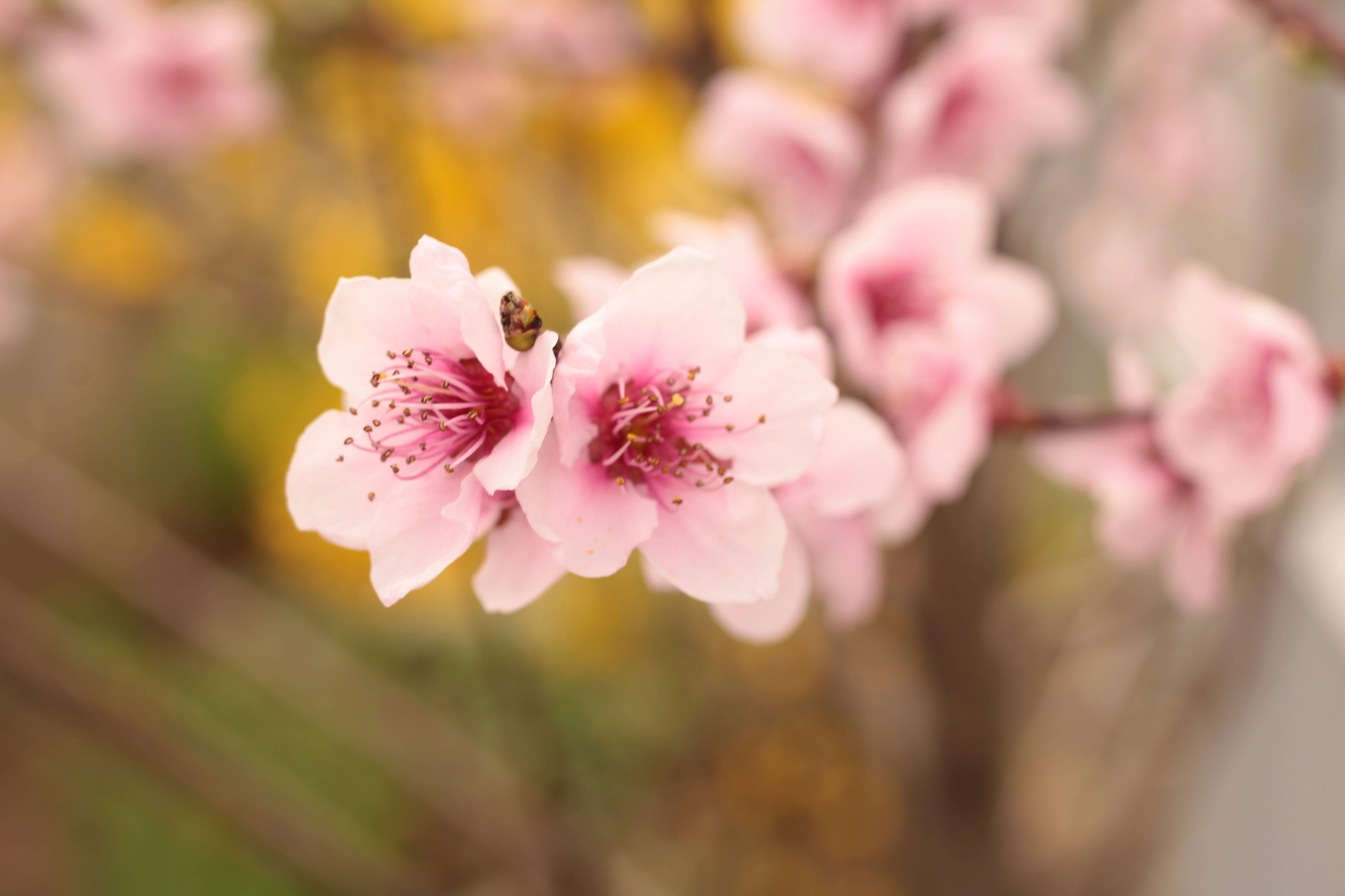 Photo by thorai9akira