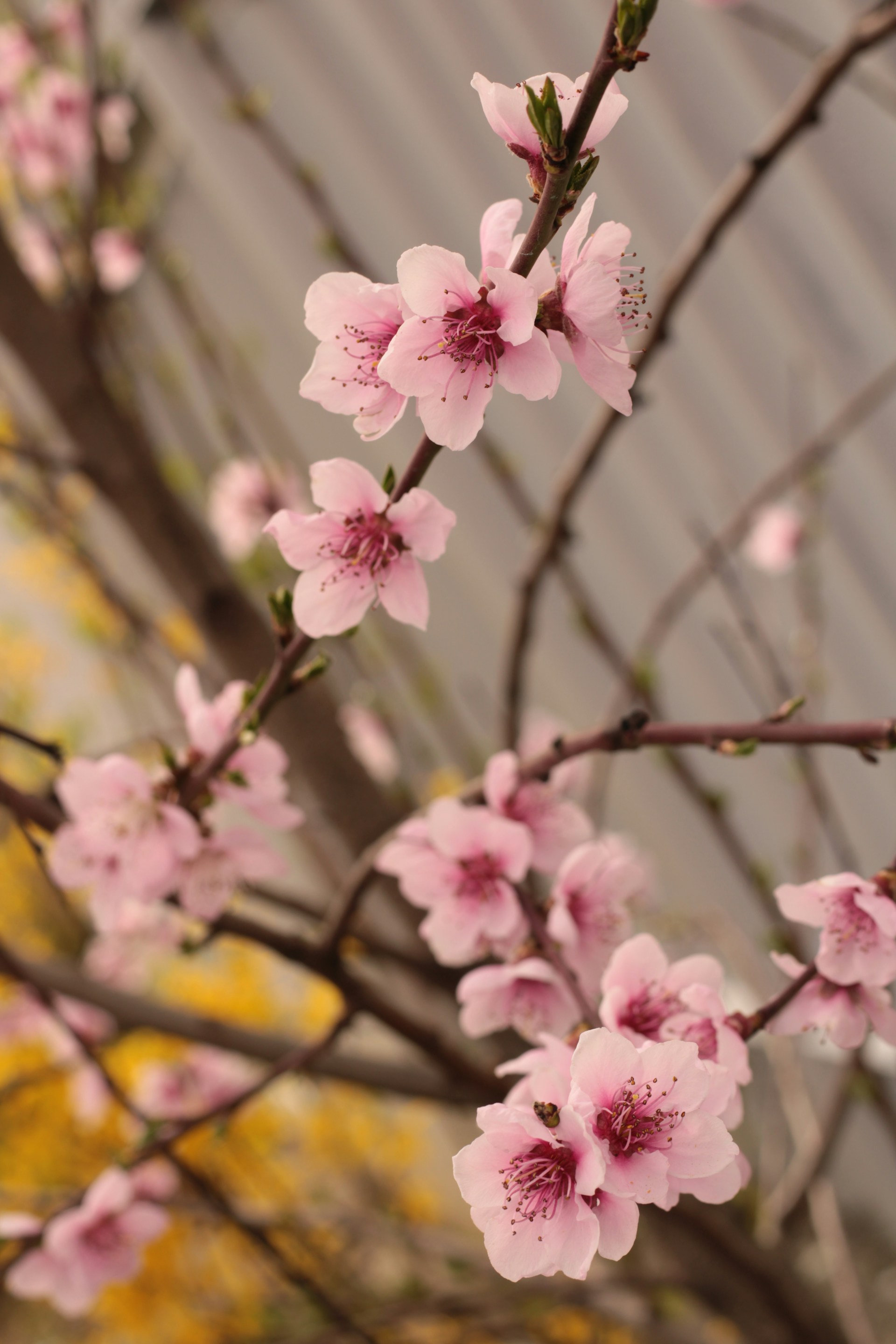 a branch with pink flowers in front of a building