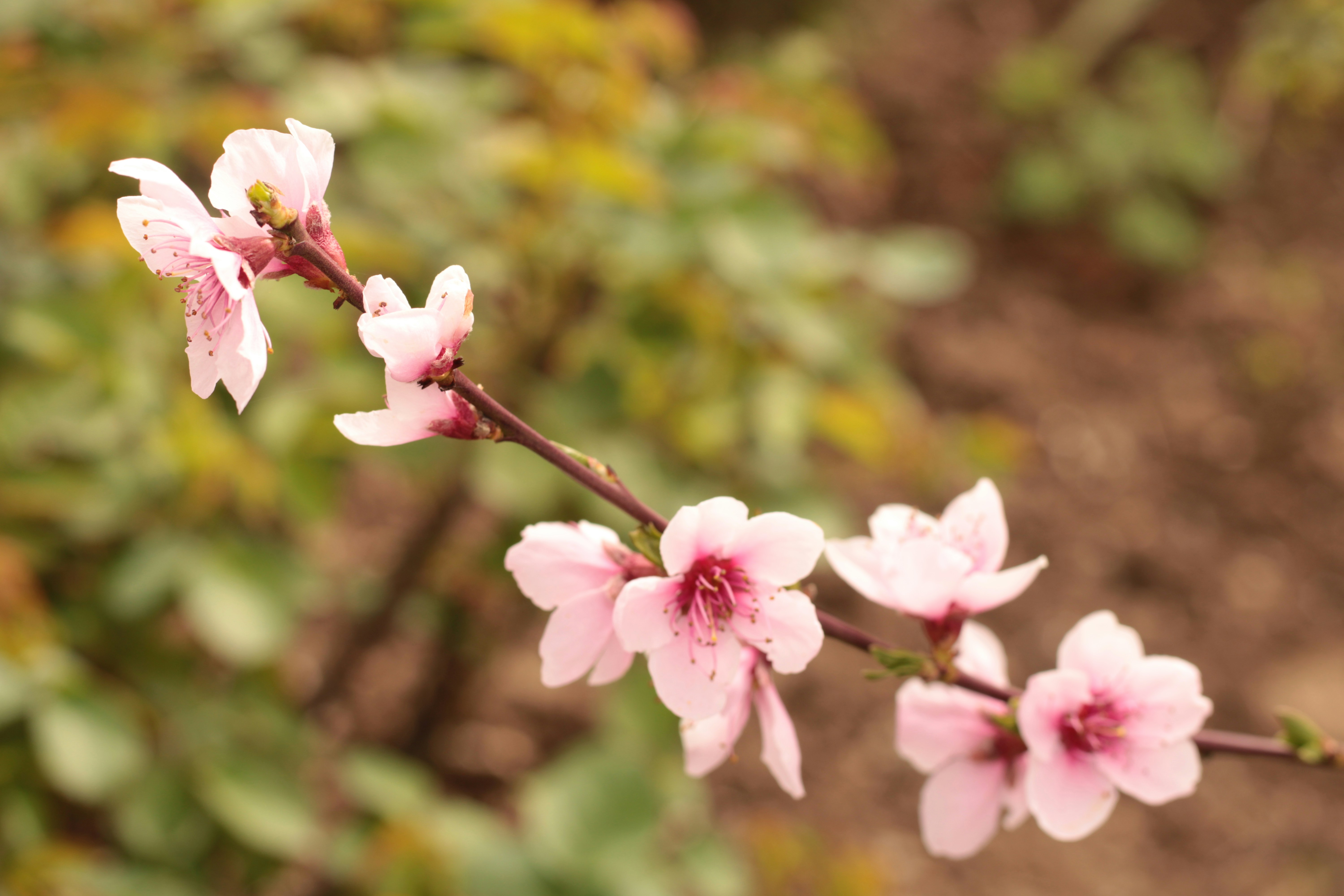 Photo by thorai9akira