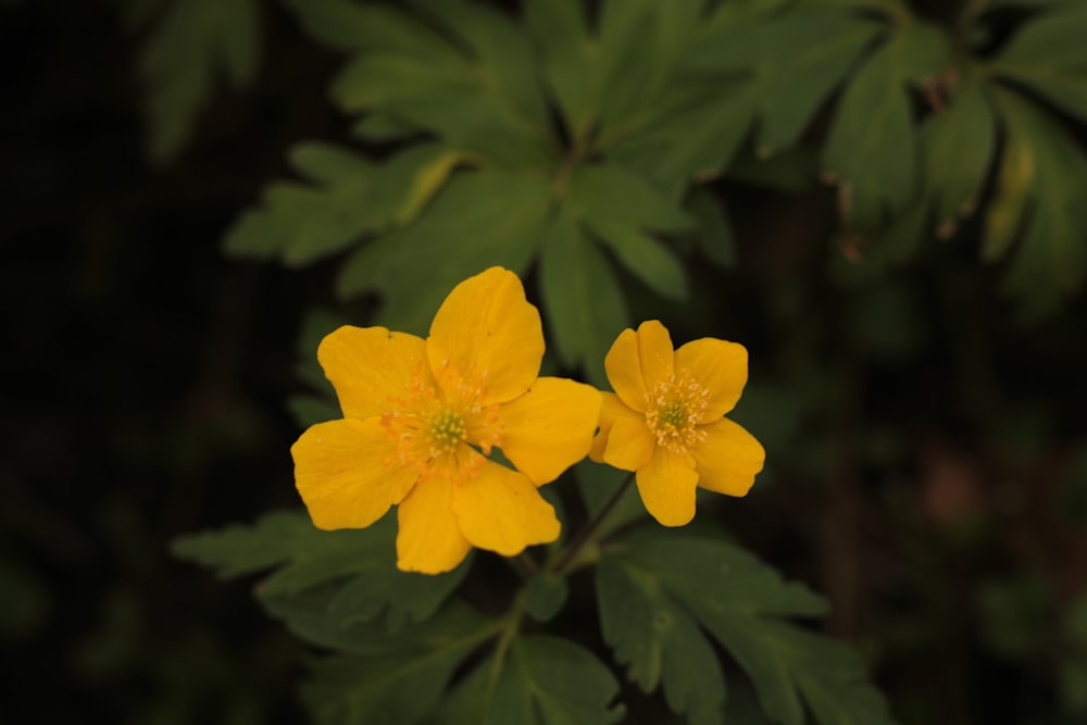 two yellow flowers with green leaves in the background