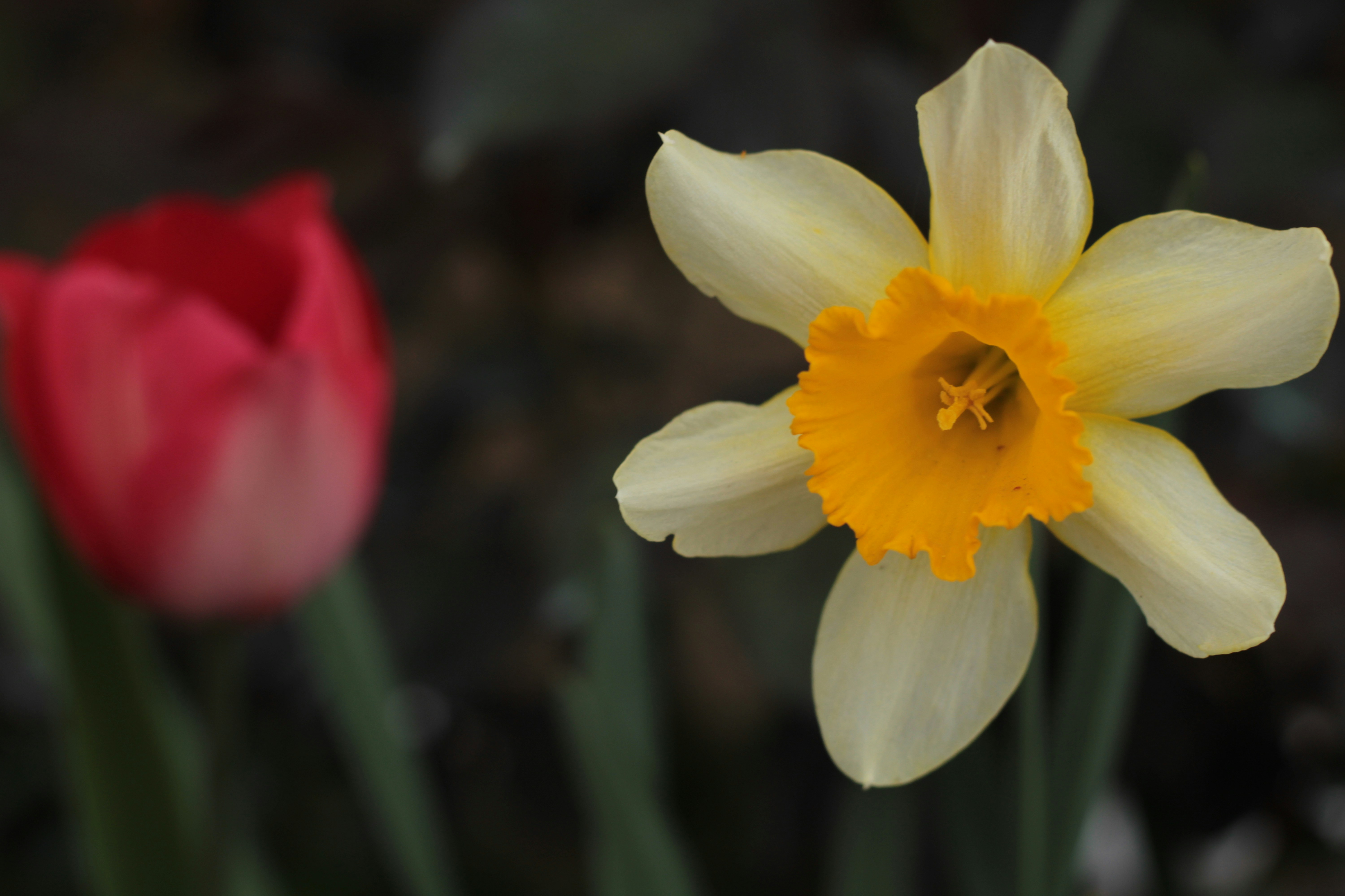 Photo by thorai9akira