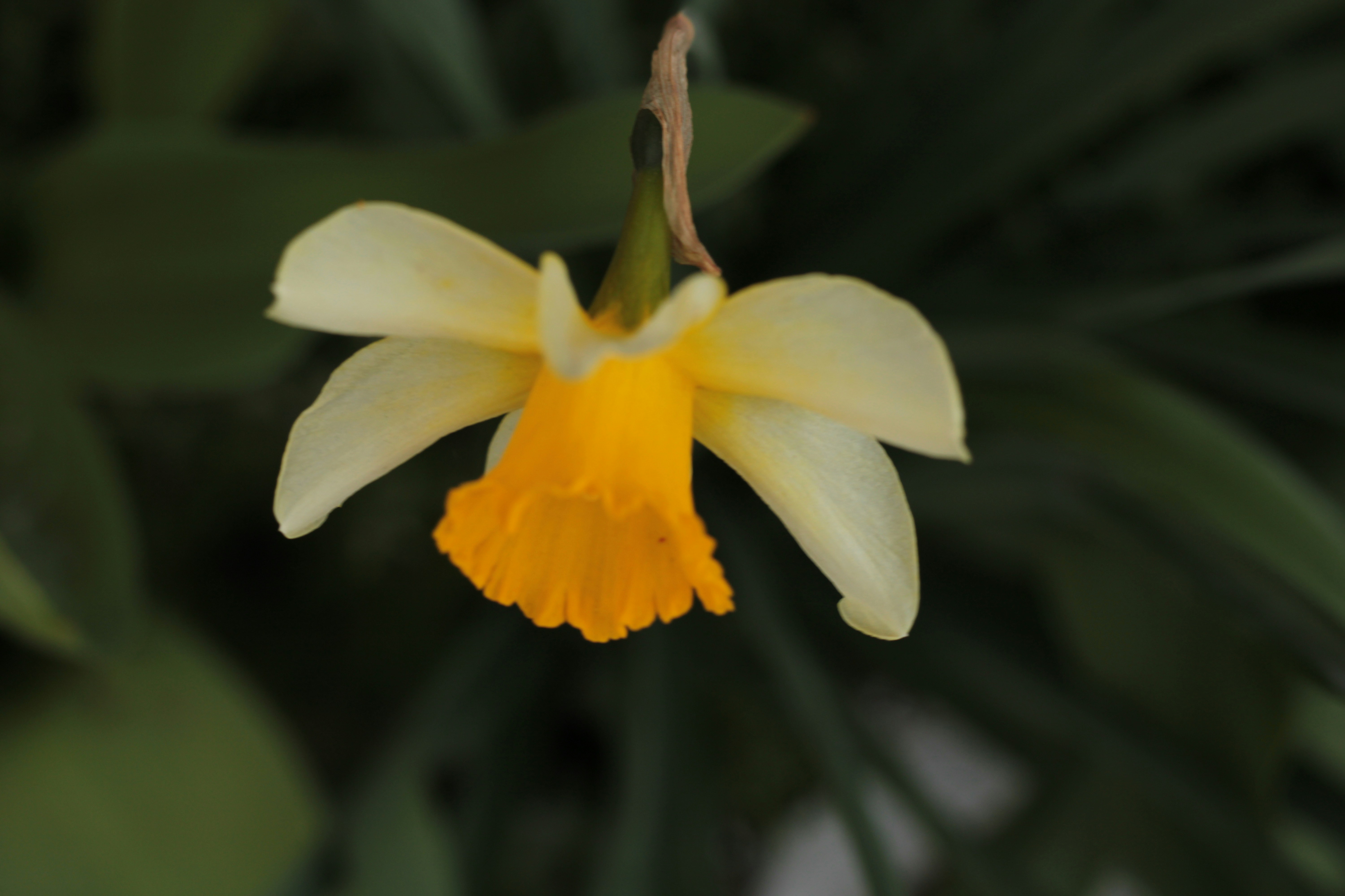 Photo by thorai9akira