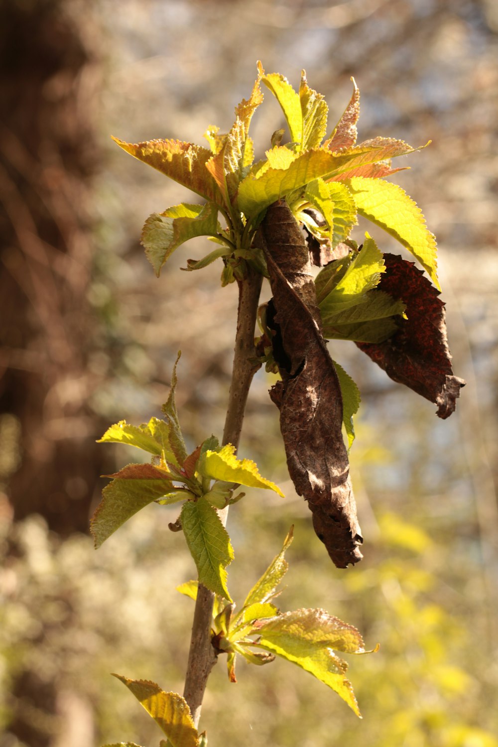 a close up of a tree branch with leaves