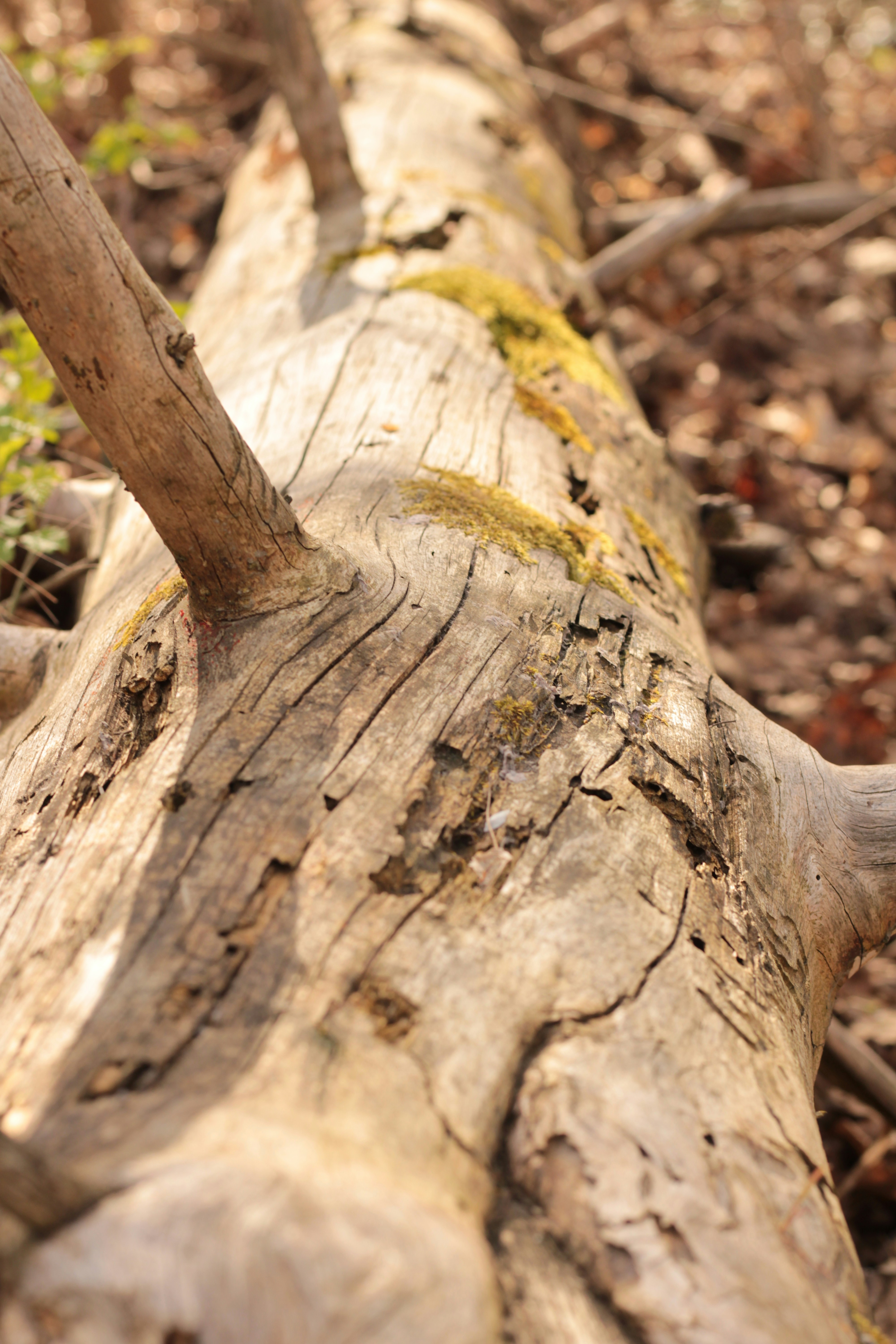 Photo by thorai9akira