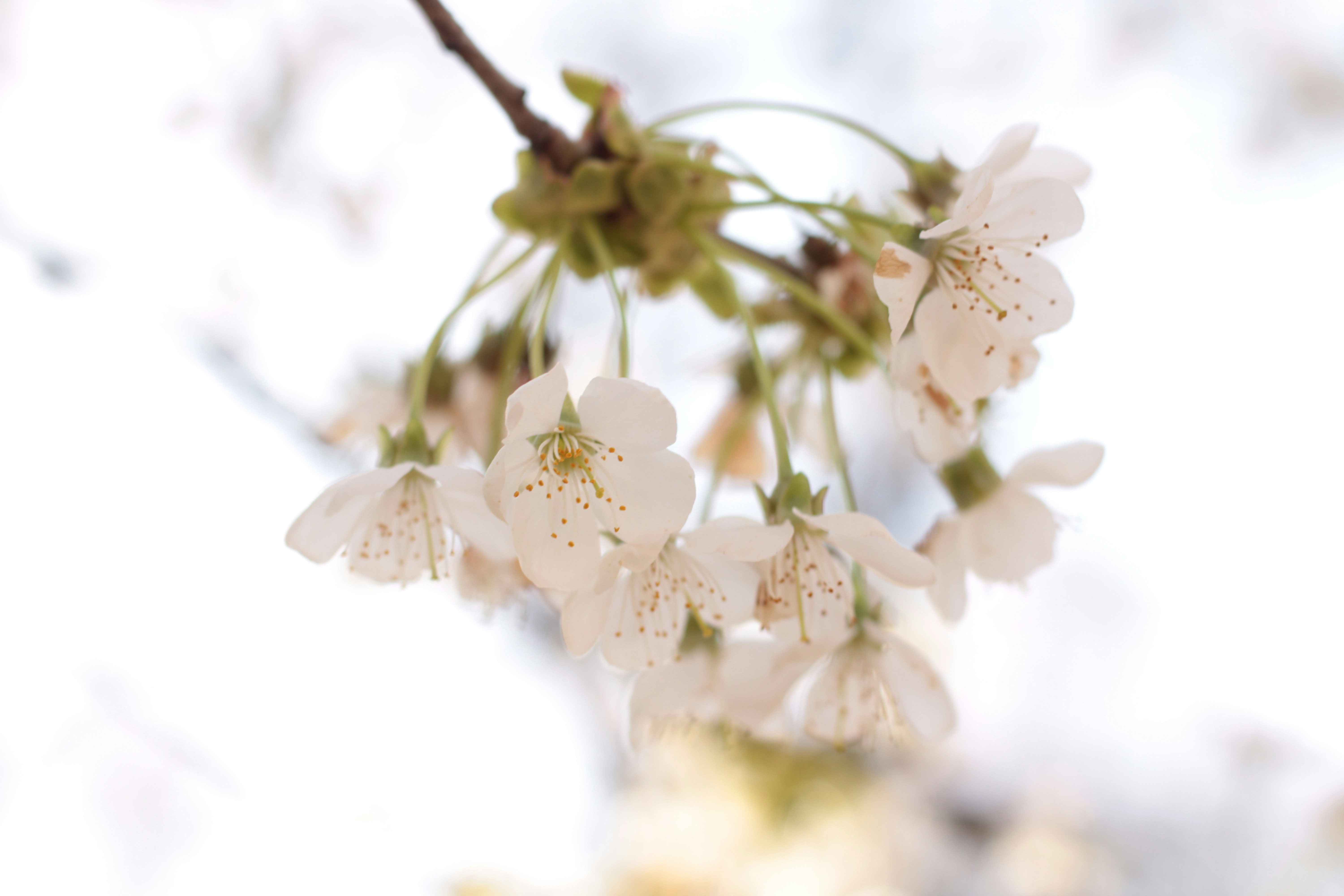 Photo by thorai9akira