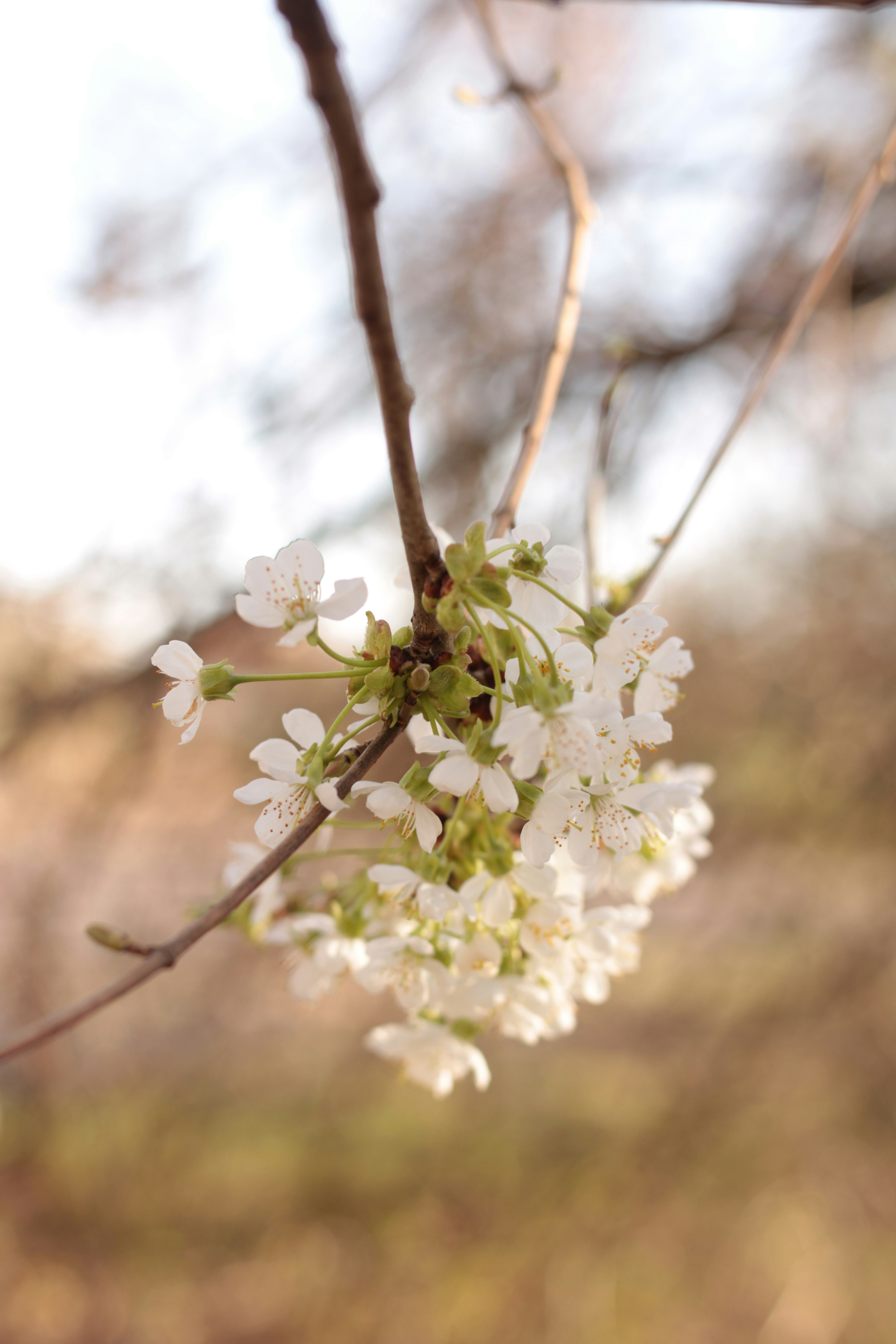 Photo by thorai9akira