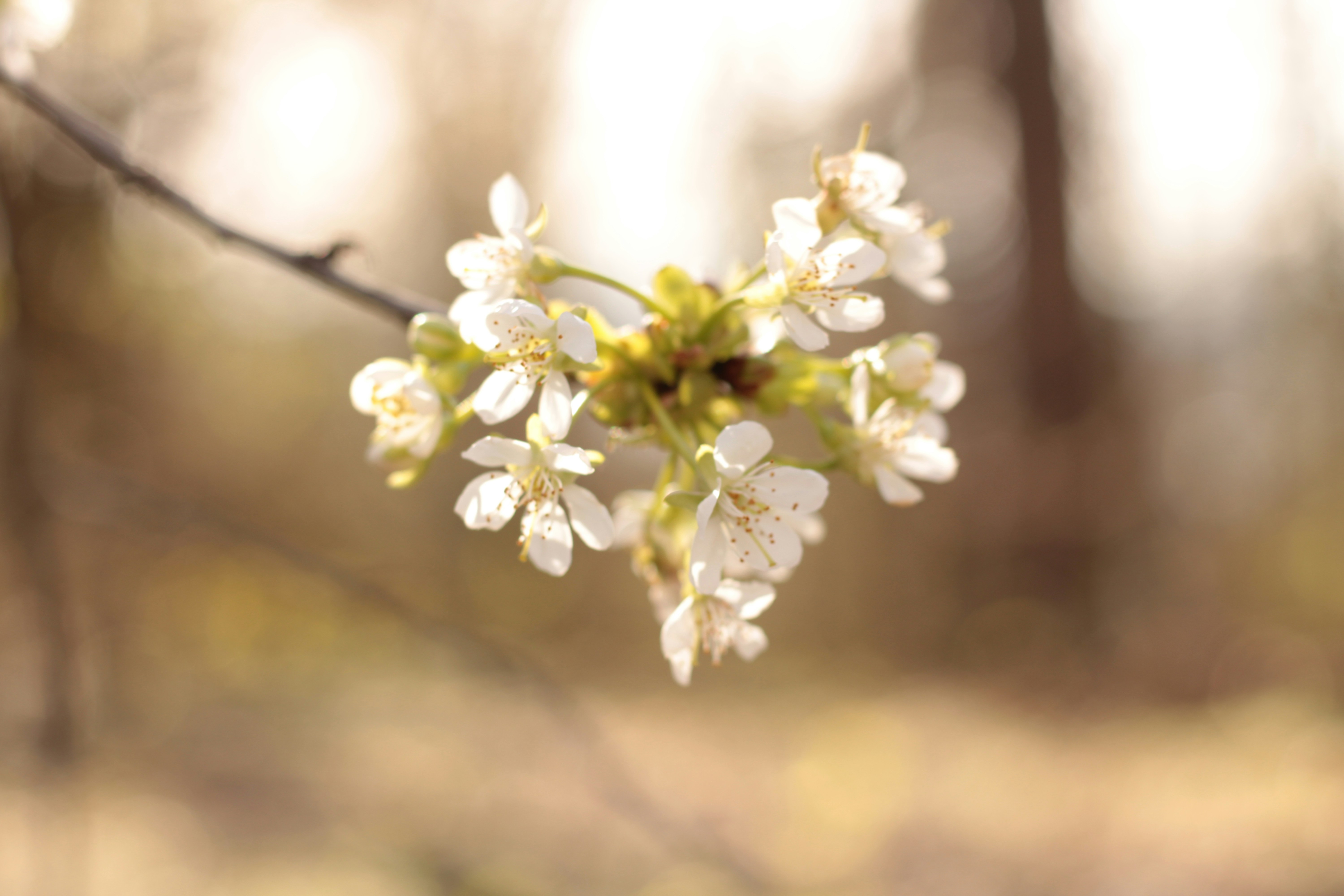 Photo by thorai9akira