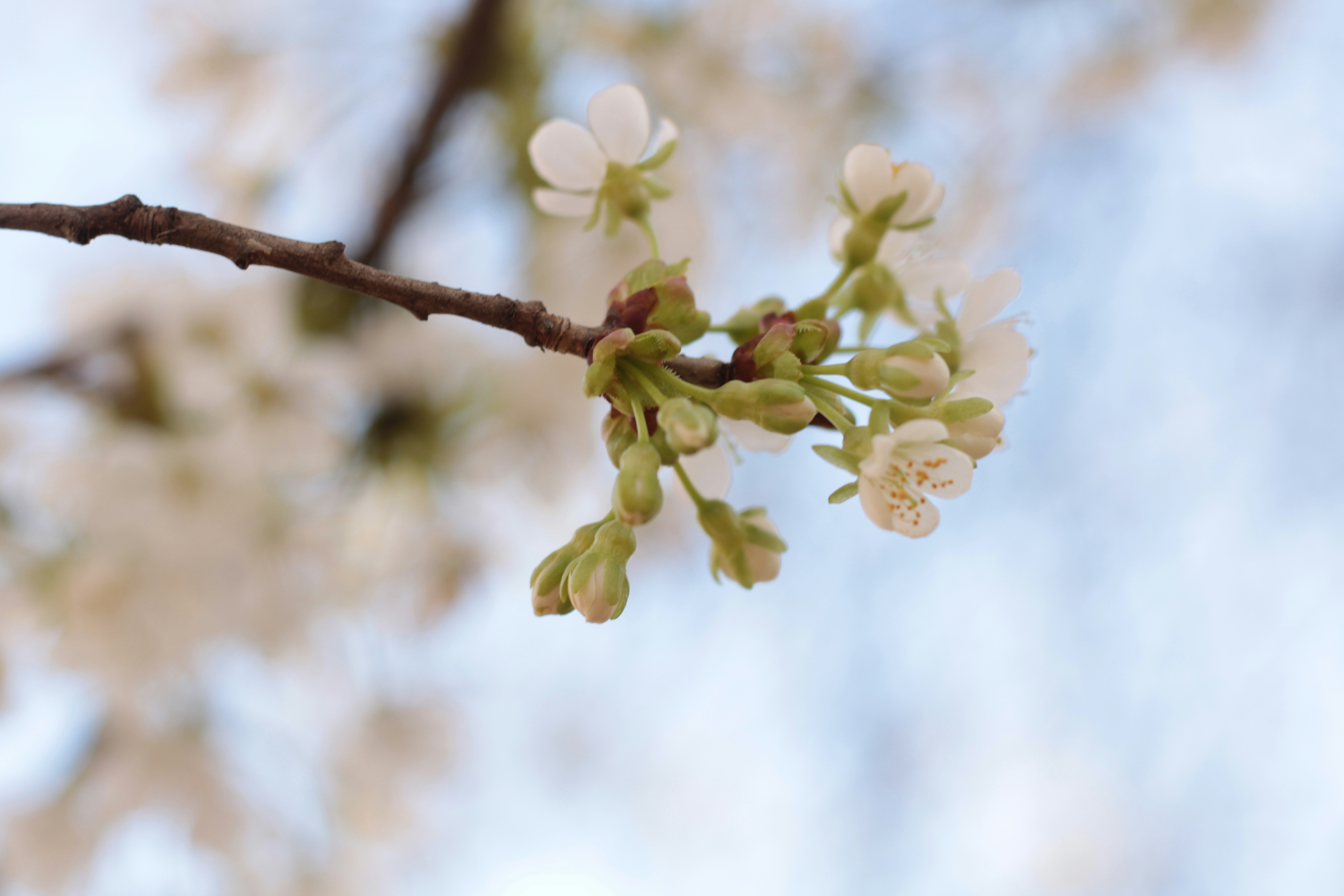 Photo by thorai9akira