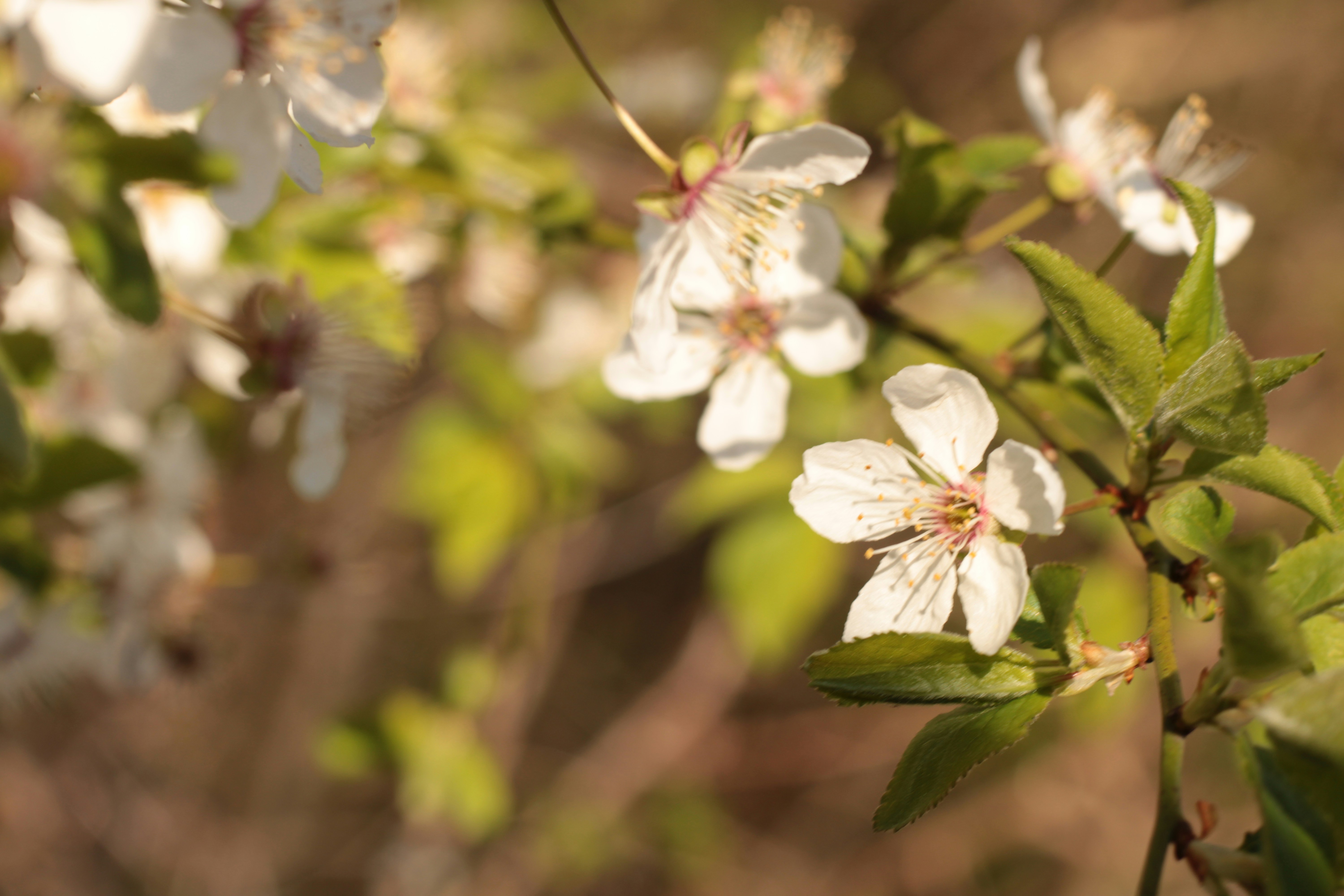 Photo by thorai9akira