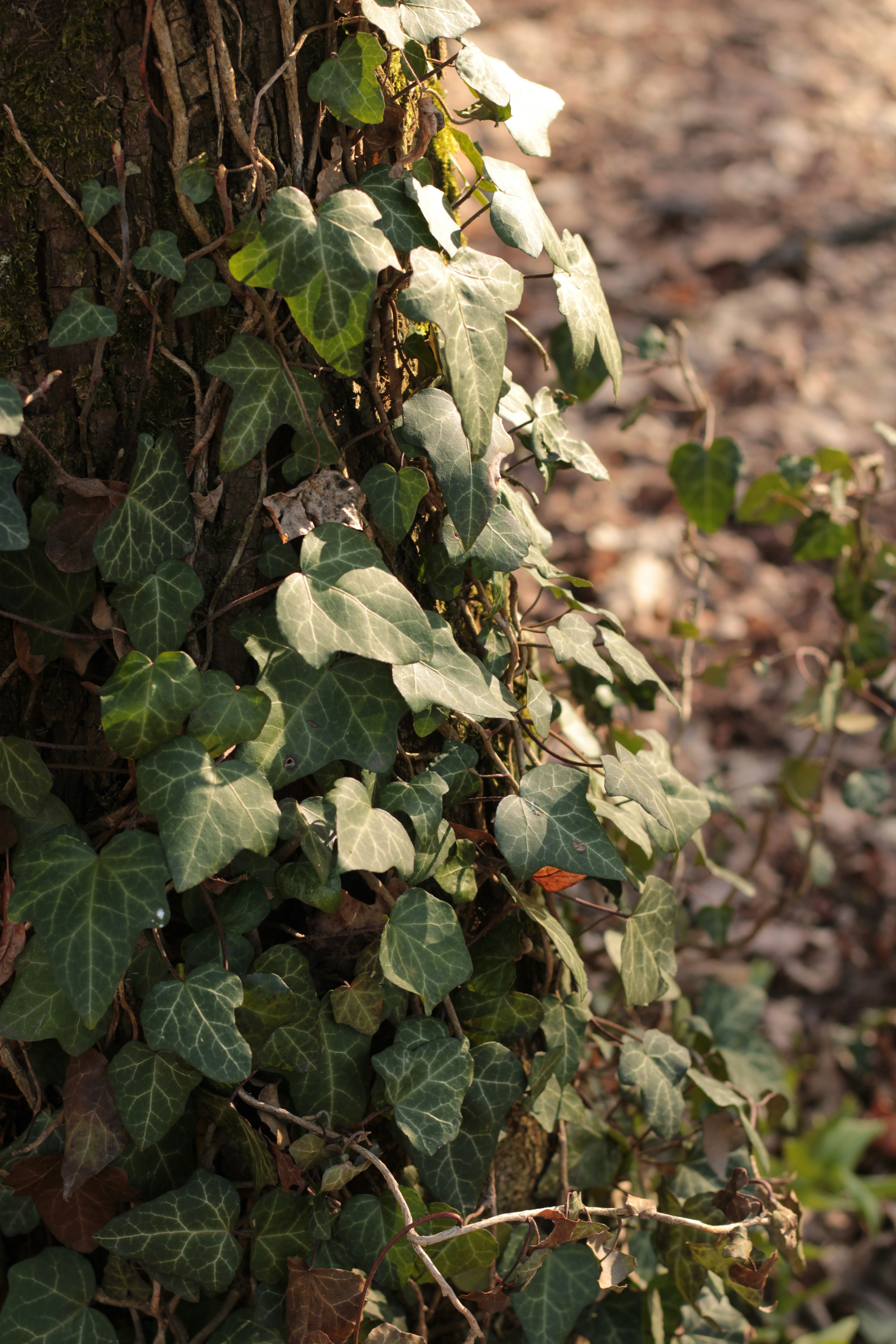 Photo by thorai9akira