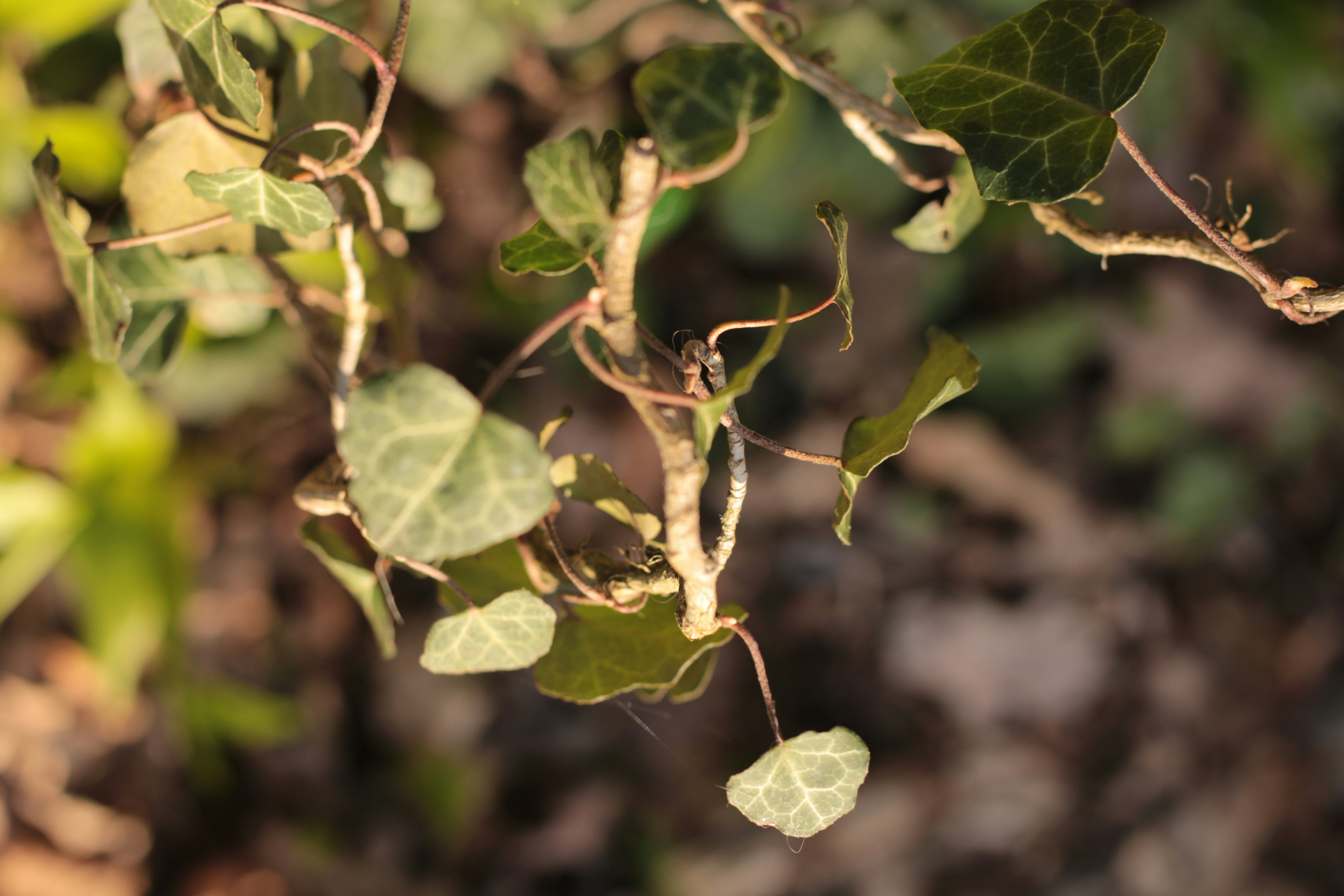 Photo by thorai9akira