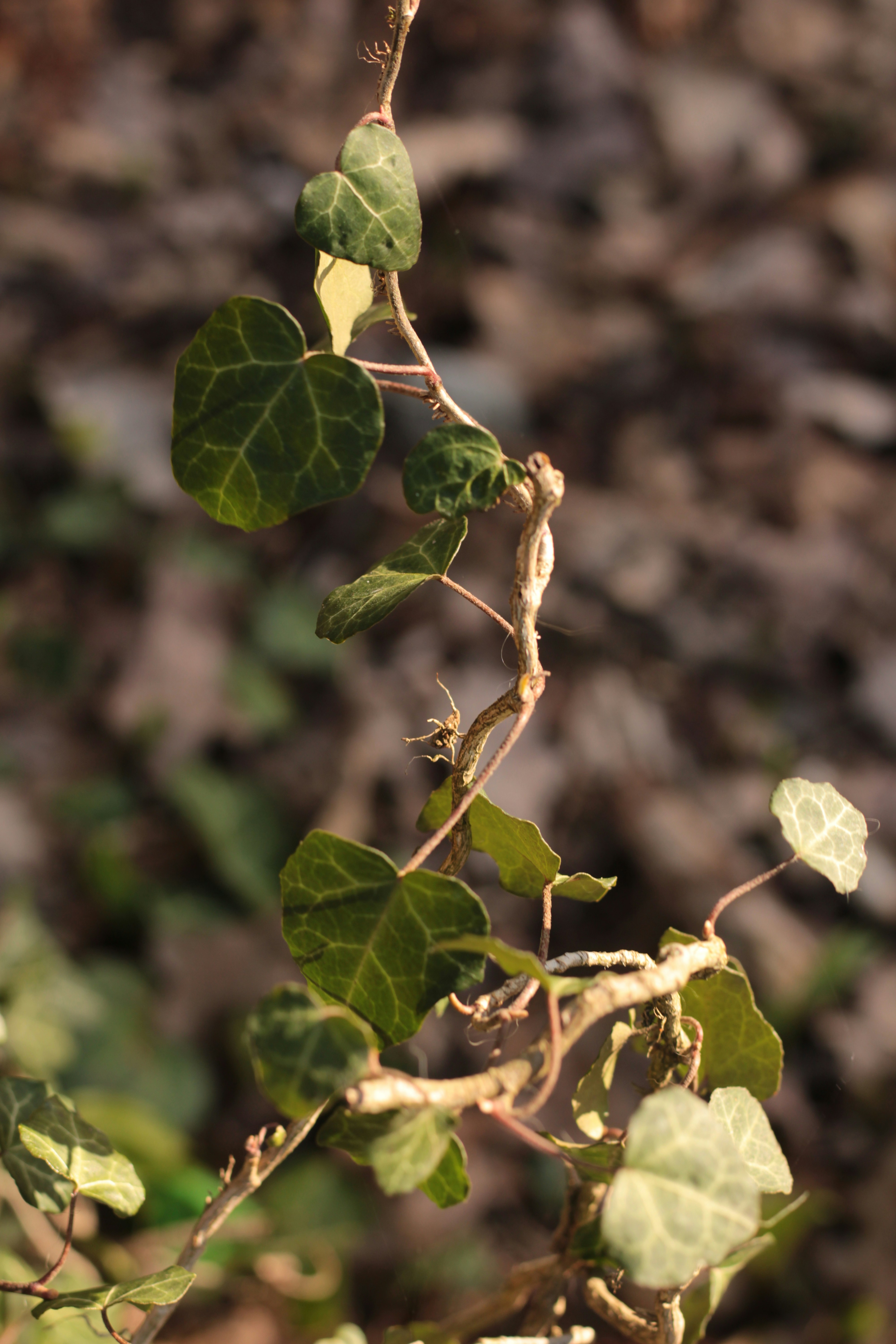 Photo by thorai9akira