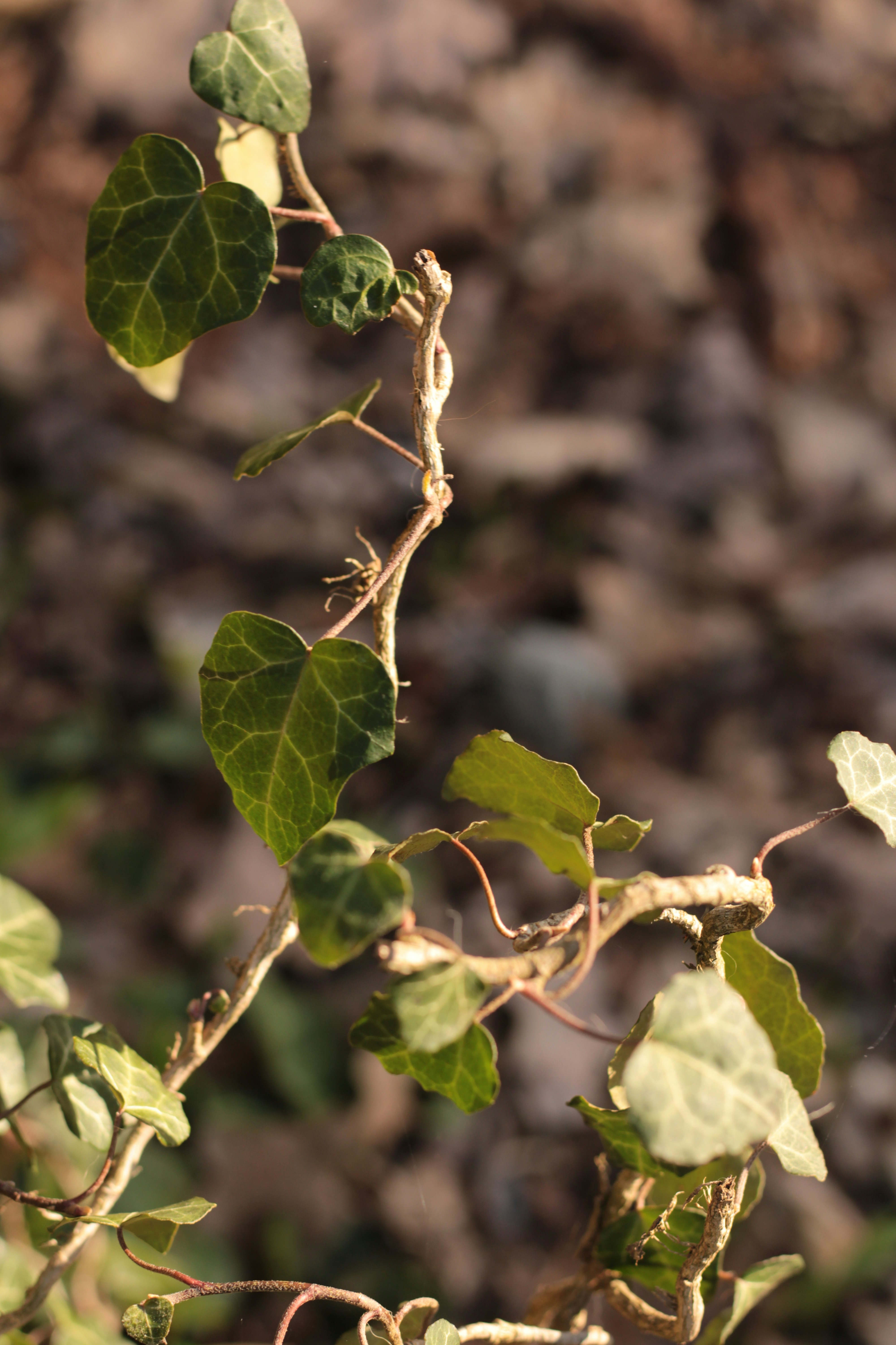 Photo by thorai9akira