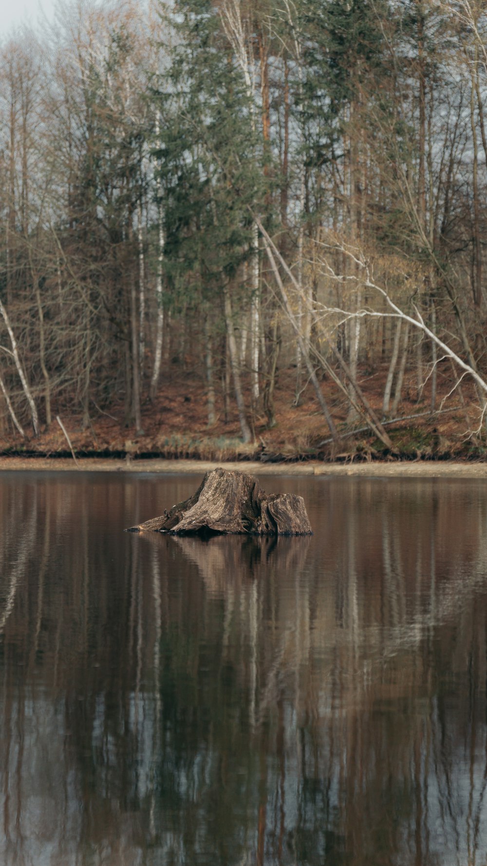 a lone tree stump in the middle of a lake