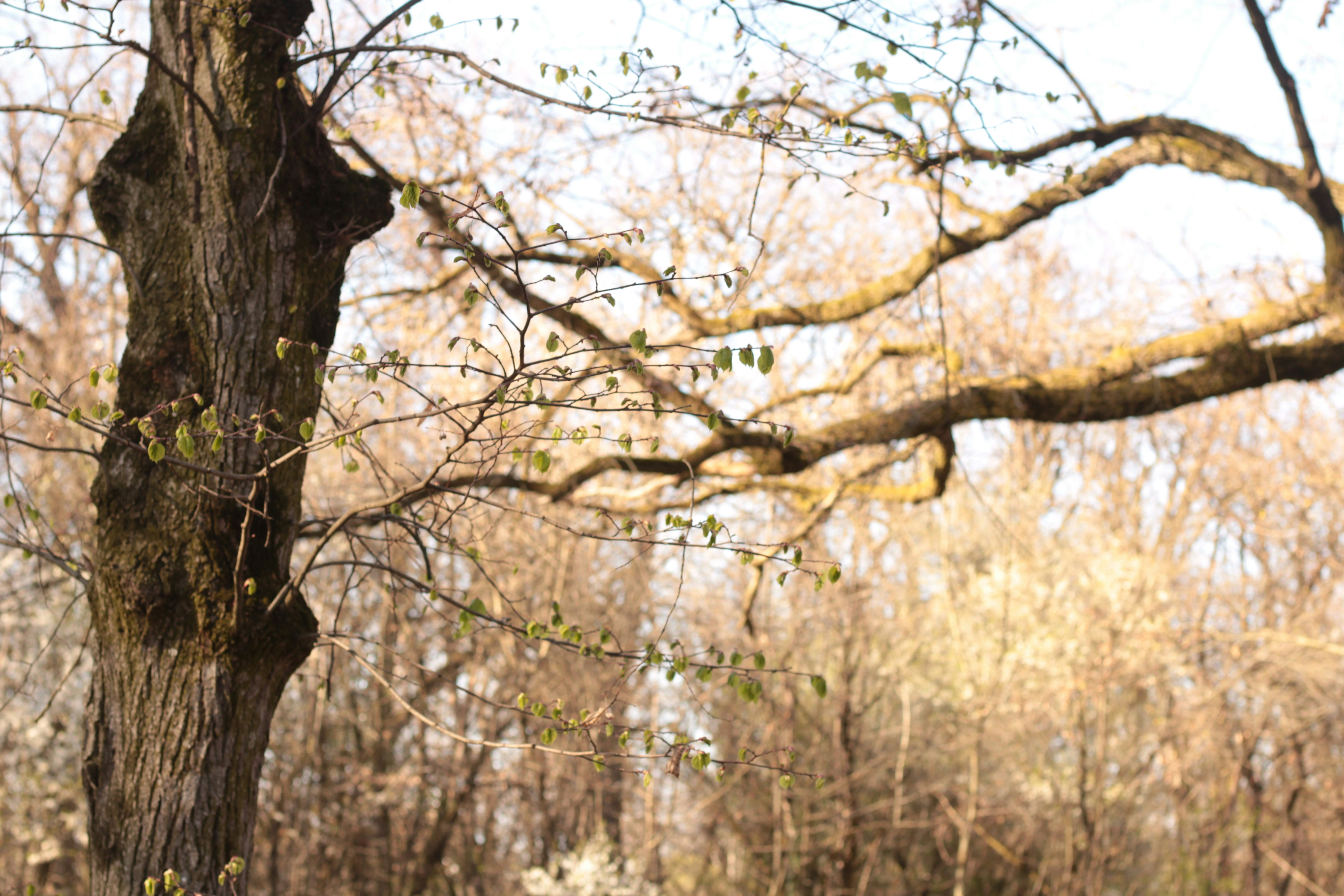 Photo by thorai9akira