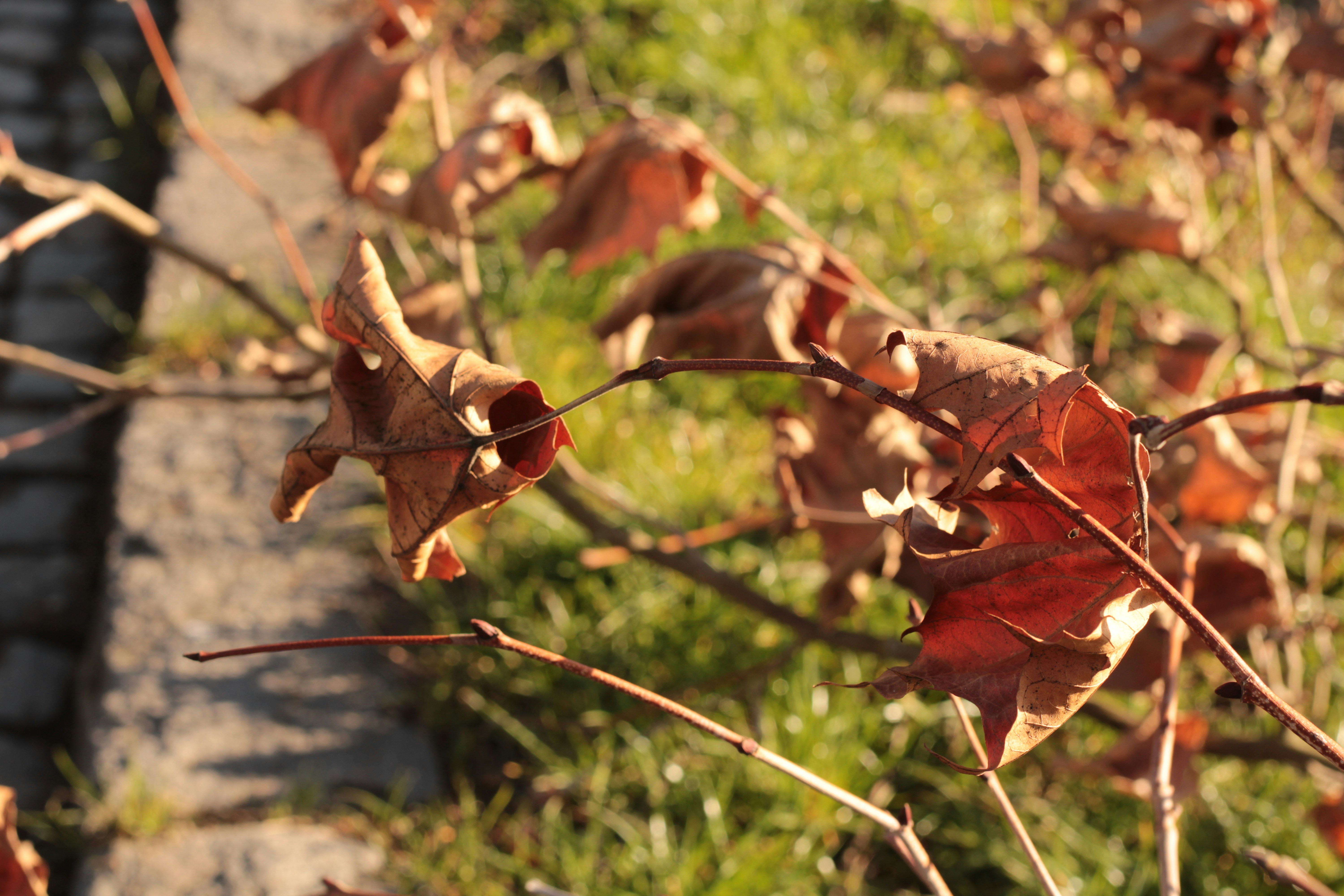 a tree branch with red leaves on it