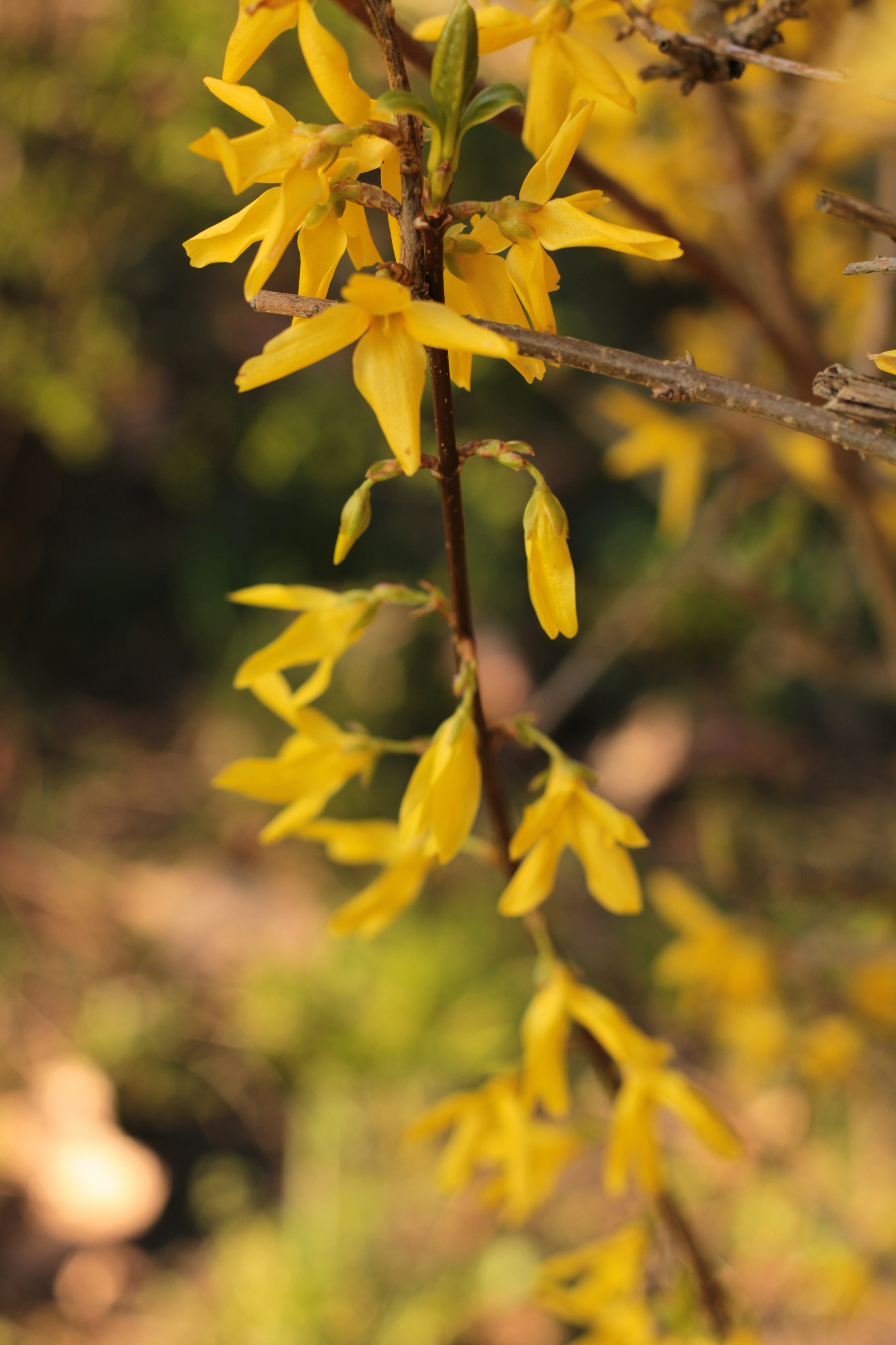 Photo by thorai9akira