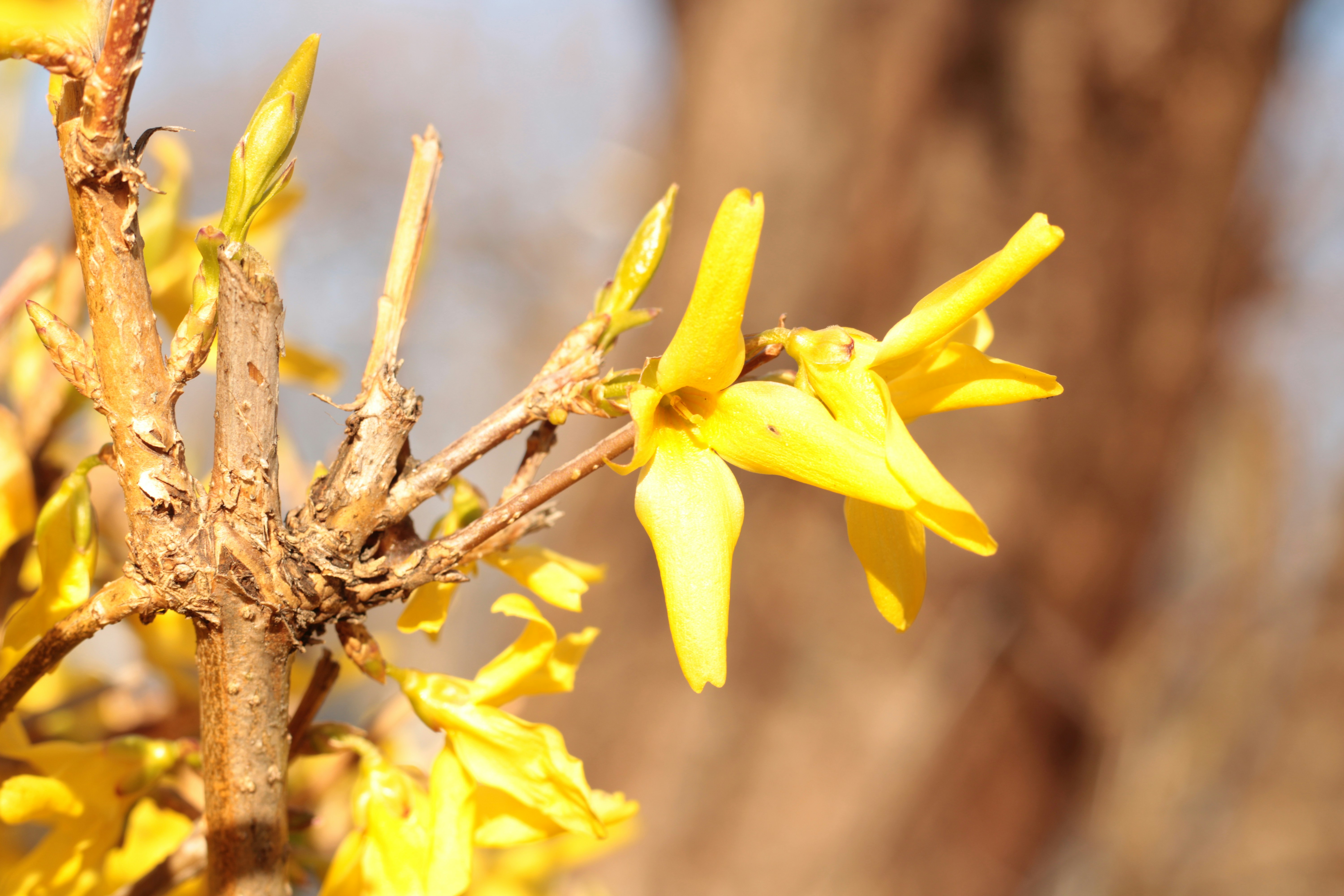 Nahaufnahme einer gelben Blume an einem Baum