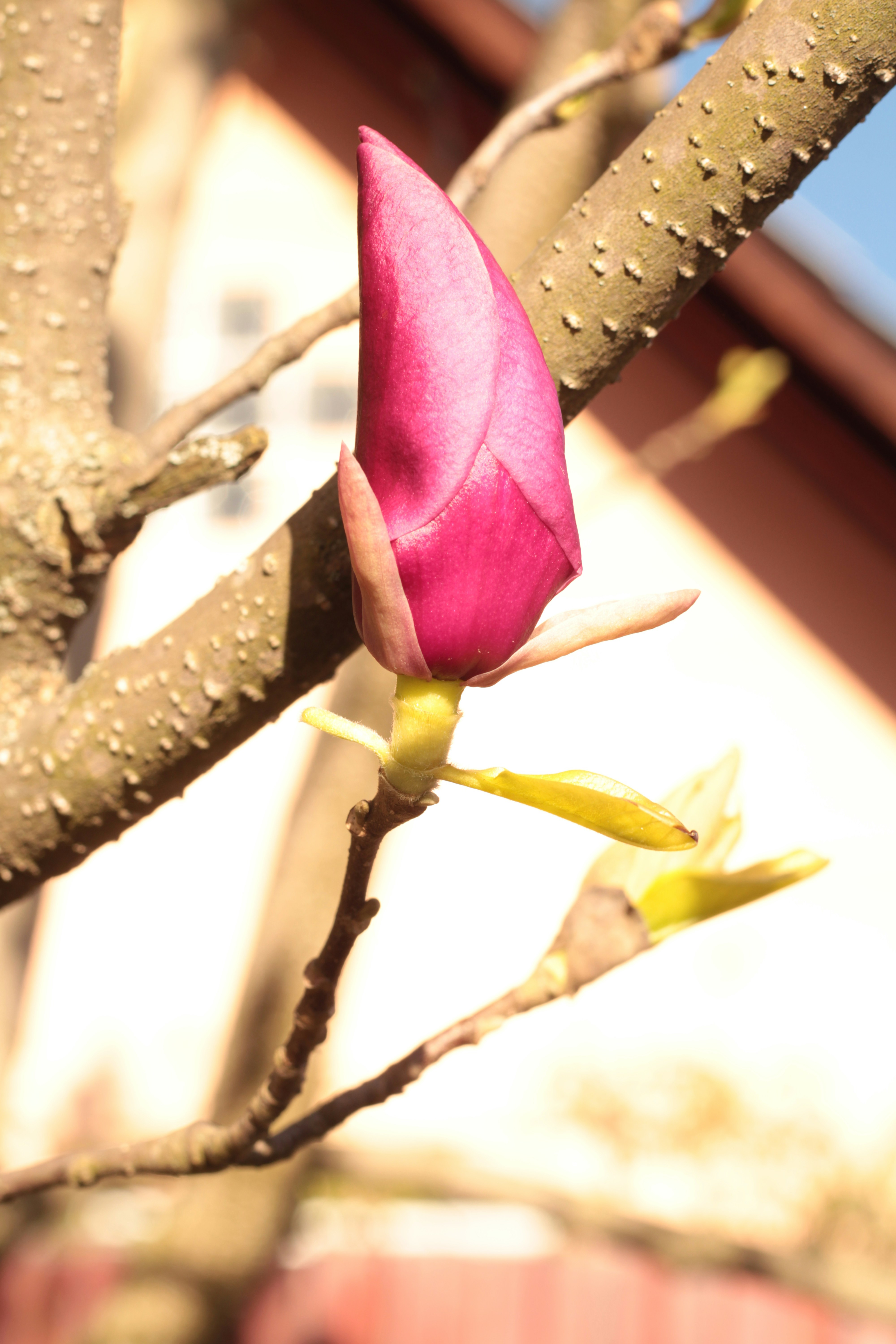 eine rosa Blütenknospe auf einem Ast
