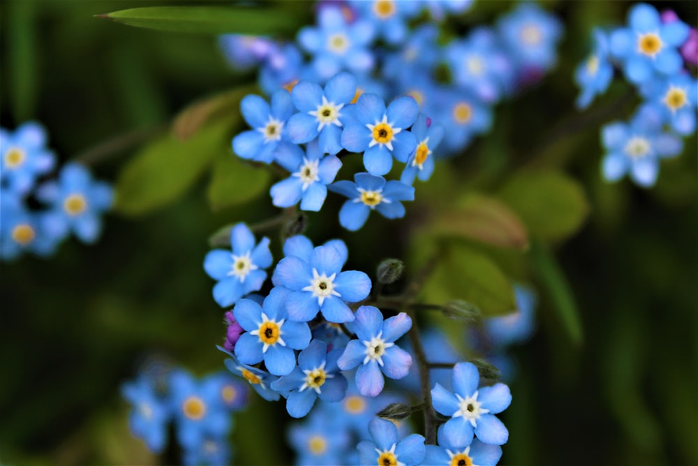 a bunch of small blue flowers with green leaves