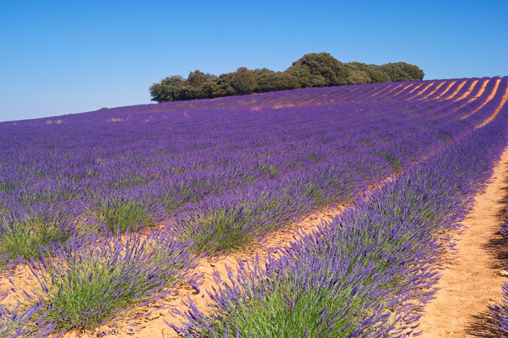 a lavender field with trees in the distance