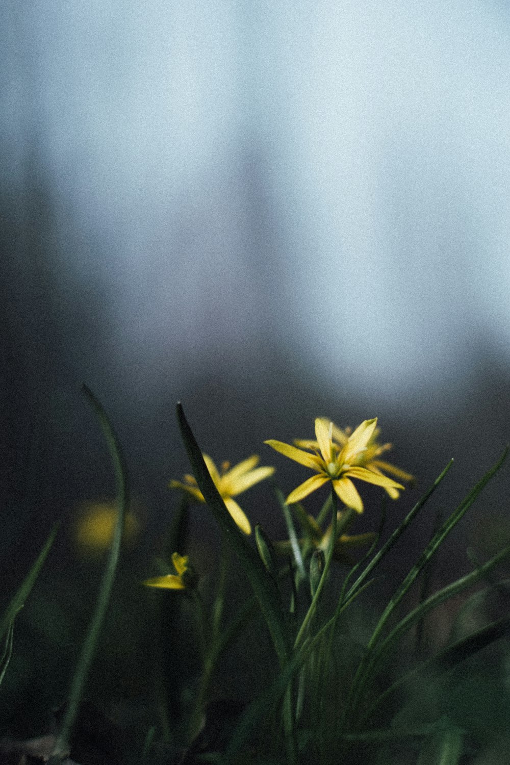 a group of yellow flowers sitting on top of a lush green field