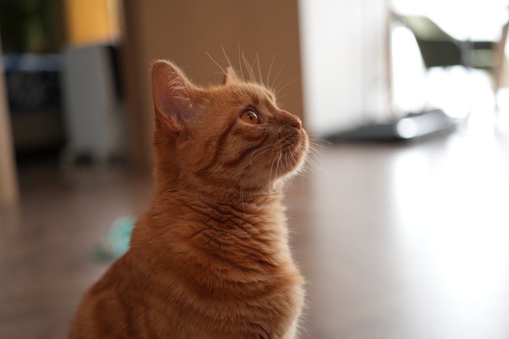 a small orange cat sitting on top of a hard wood floor