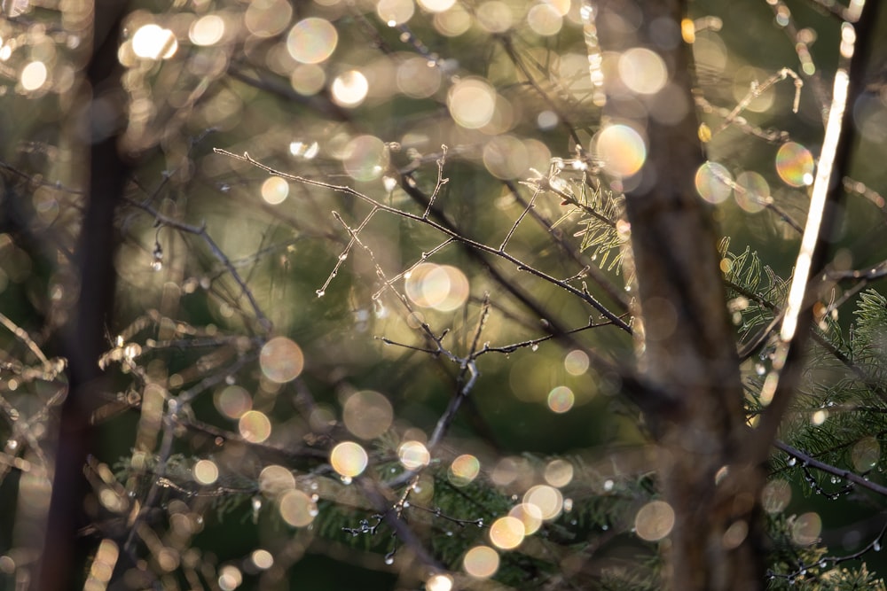 un gros plan d’un arbre avec beaucoup de gouttelettes d’eau dessus