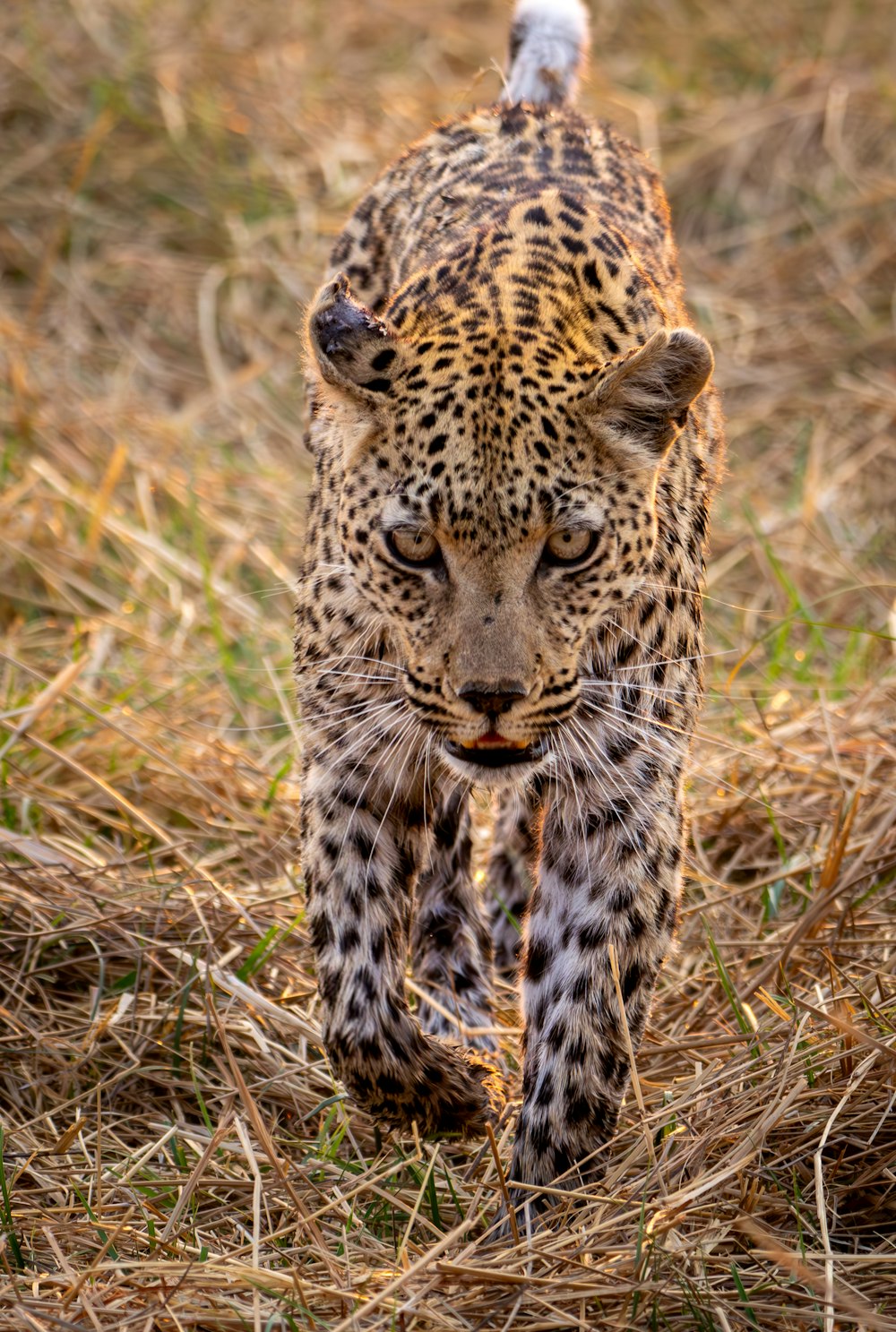 a leopard walking across a dry grass covered field