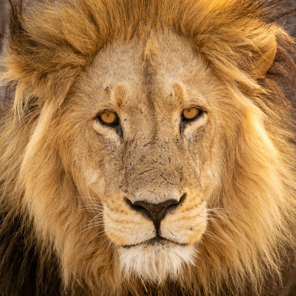 a close up of a lion's face with a blurry background