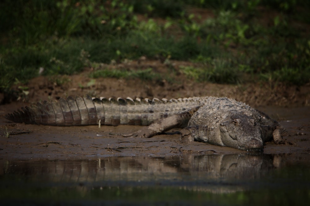 a large alligator laying on top of a body of water