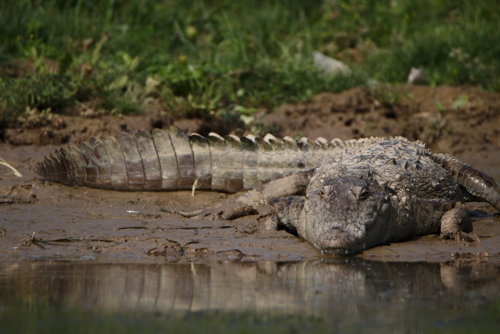 a large alligator laying on top of a muddy ground