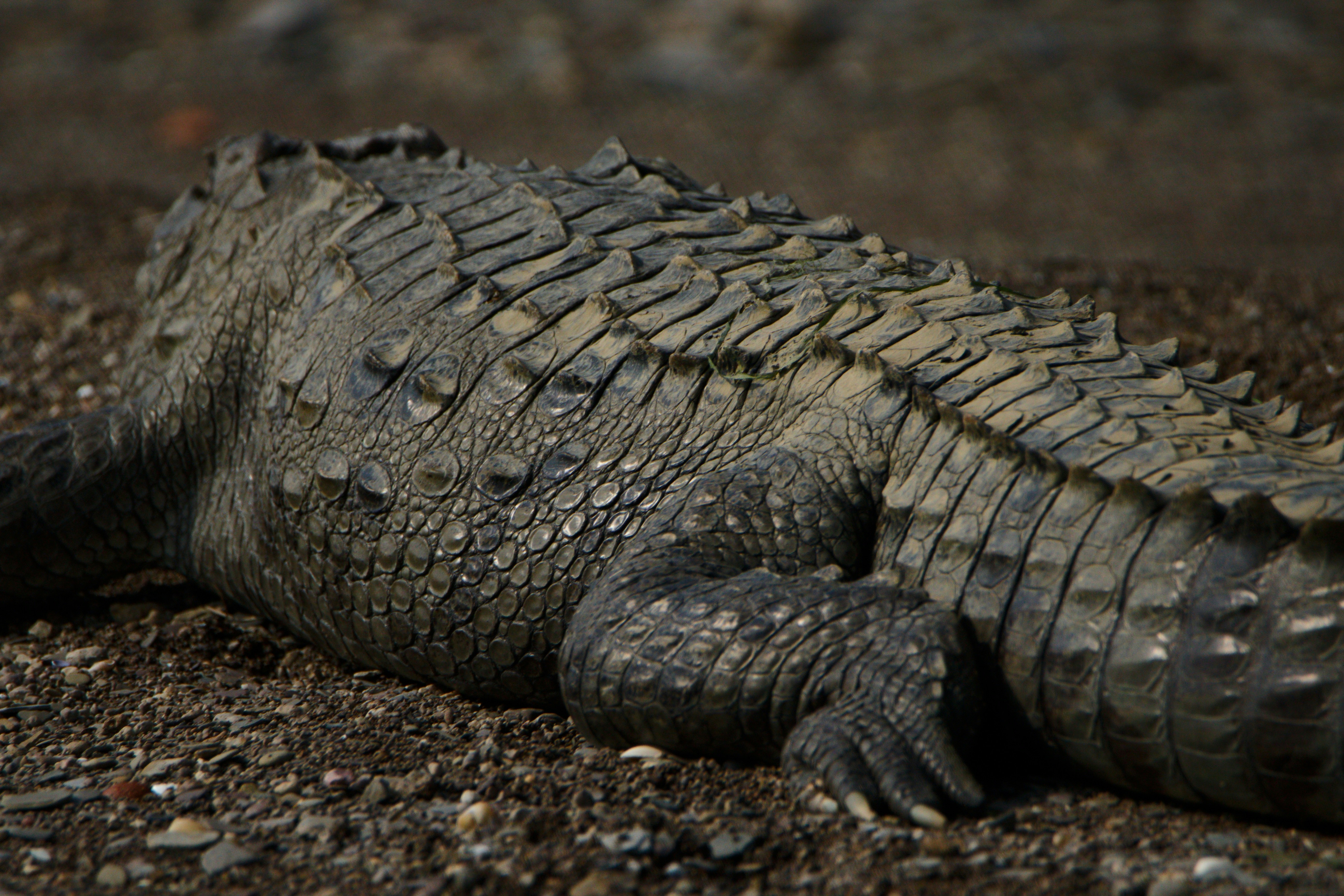 Photo by rahul_pabolu