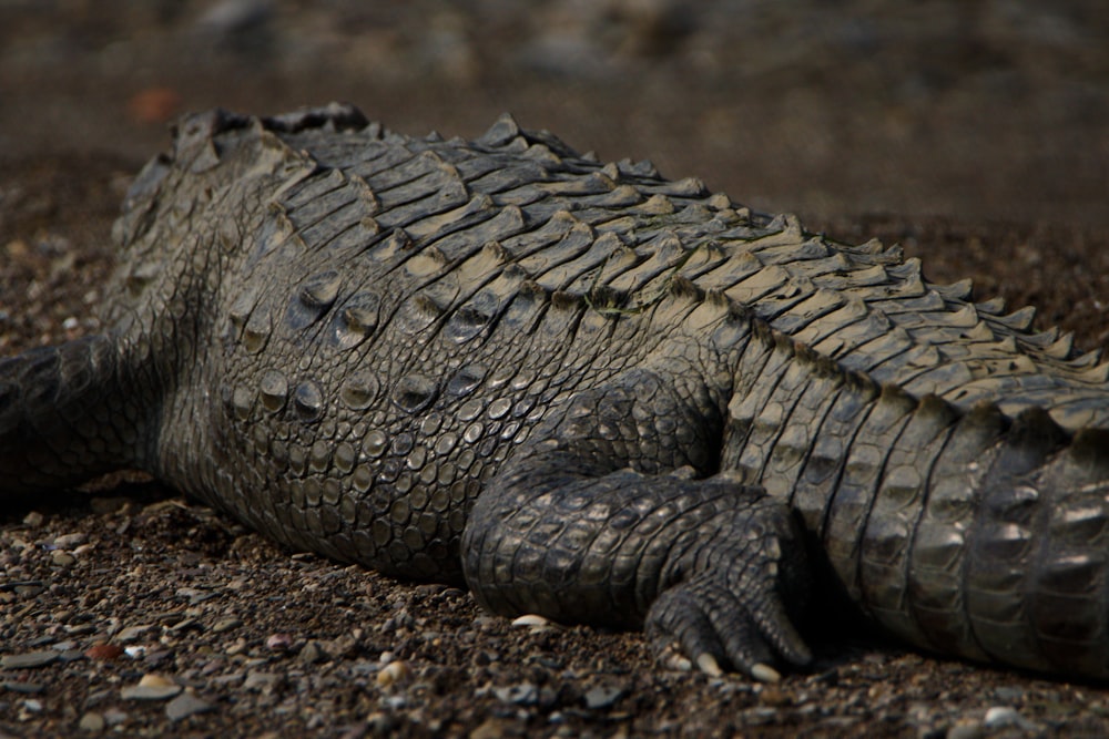 a large alligator laying on the ground