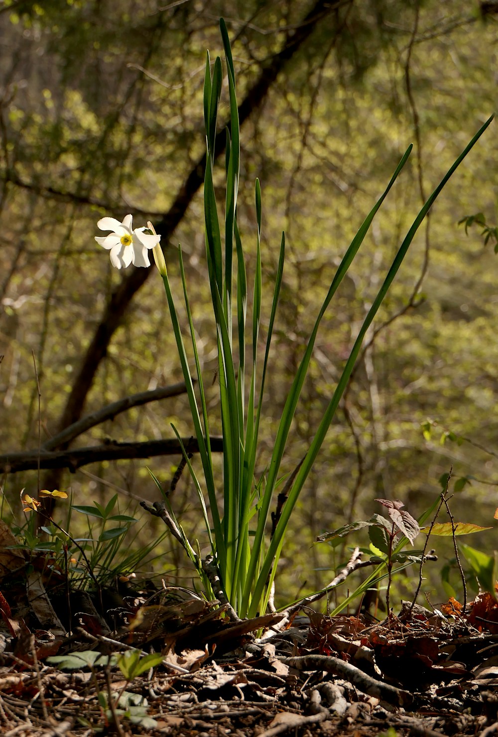 a single white flower sitting in the middle of a forest