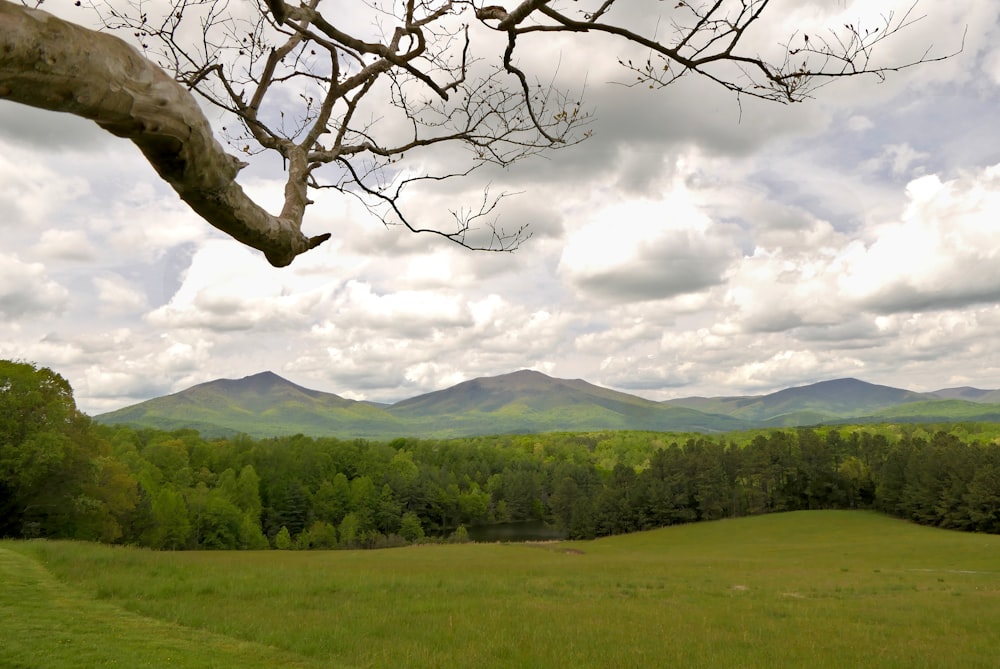 a field with a tree and mountains in the background