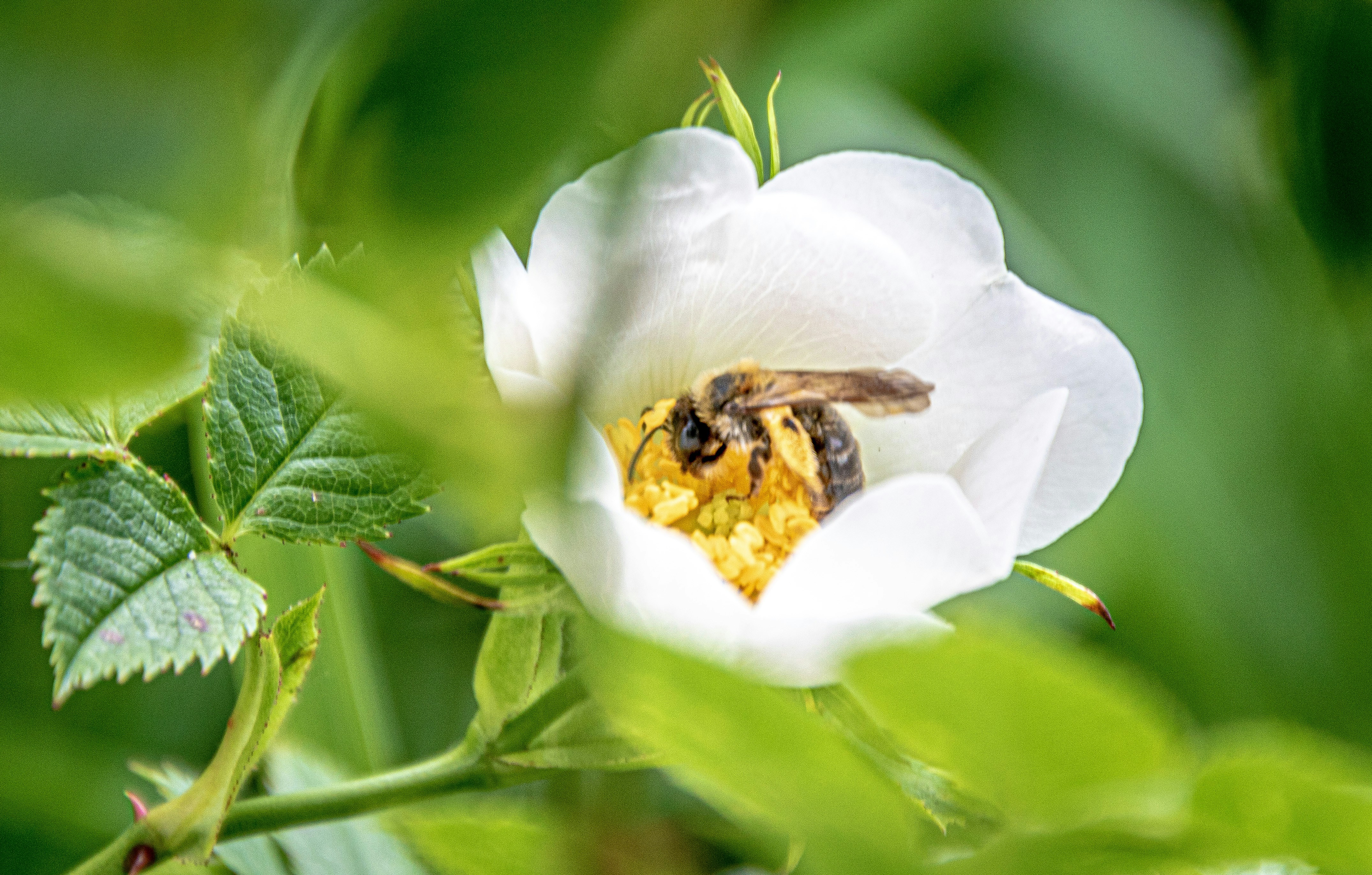 Bee inside a white flower