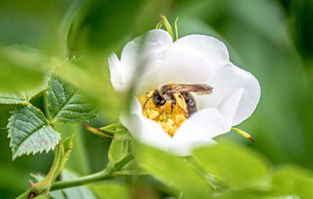 a white flower with a bee inside of it