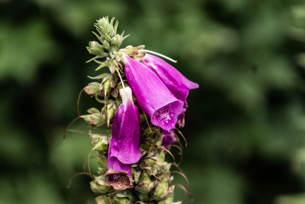 a close up of a purple flower on a plant