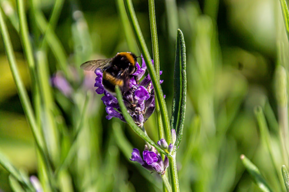 a bee sitting on top of a purple flower