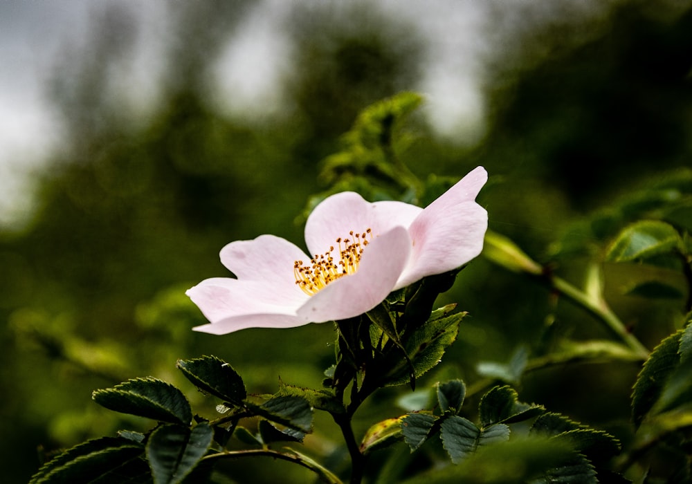 a pink flower with green leaves in the background