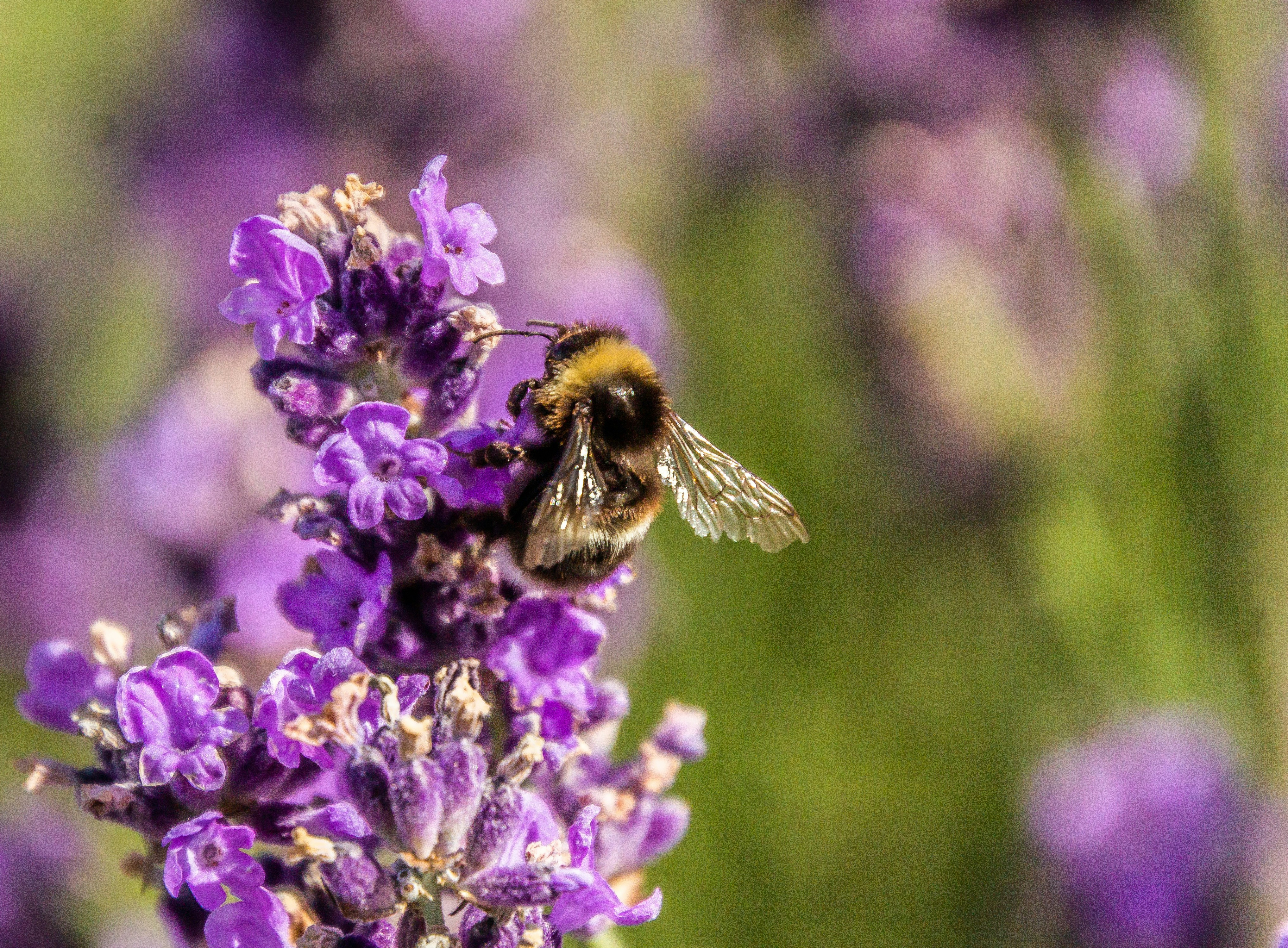 Photo by starkie_pics