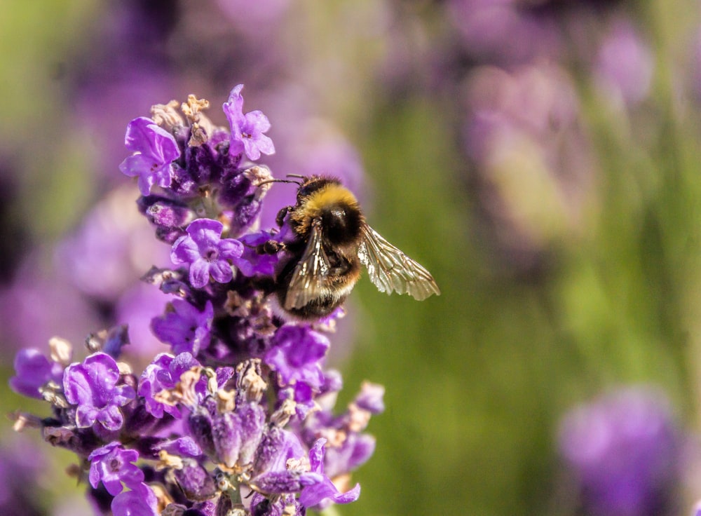 a bee that is sitting on a purple flower