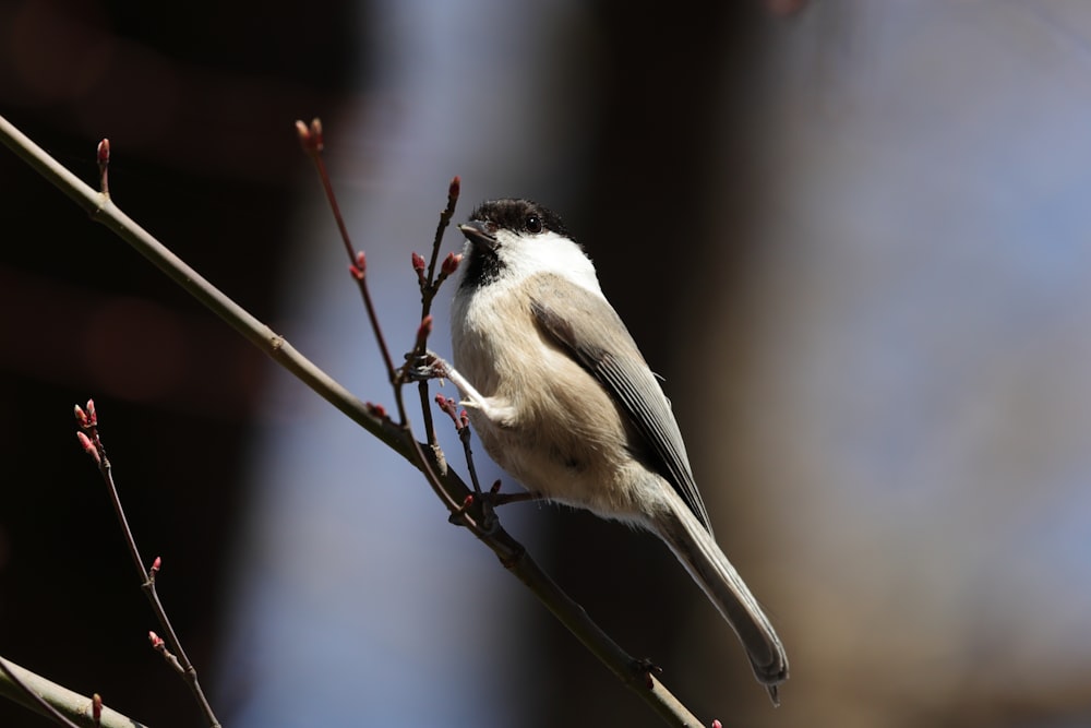 a small bird perched on a branch of a tree