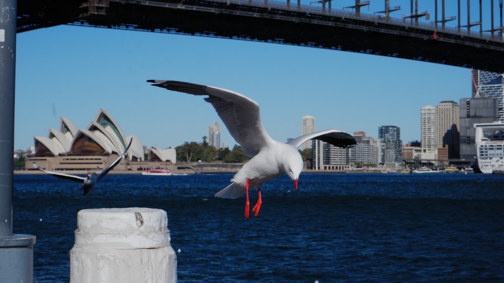 a seagull flying over a body of water with a bridge in the background
