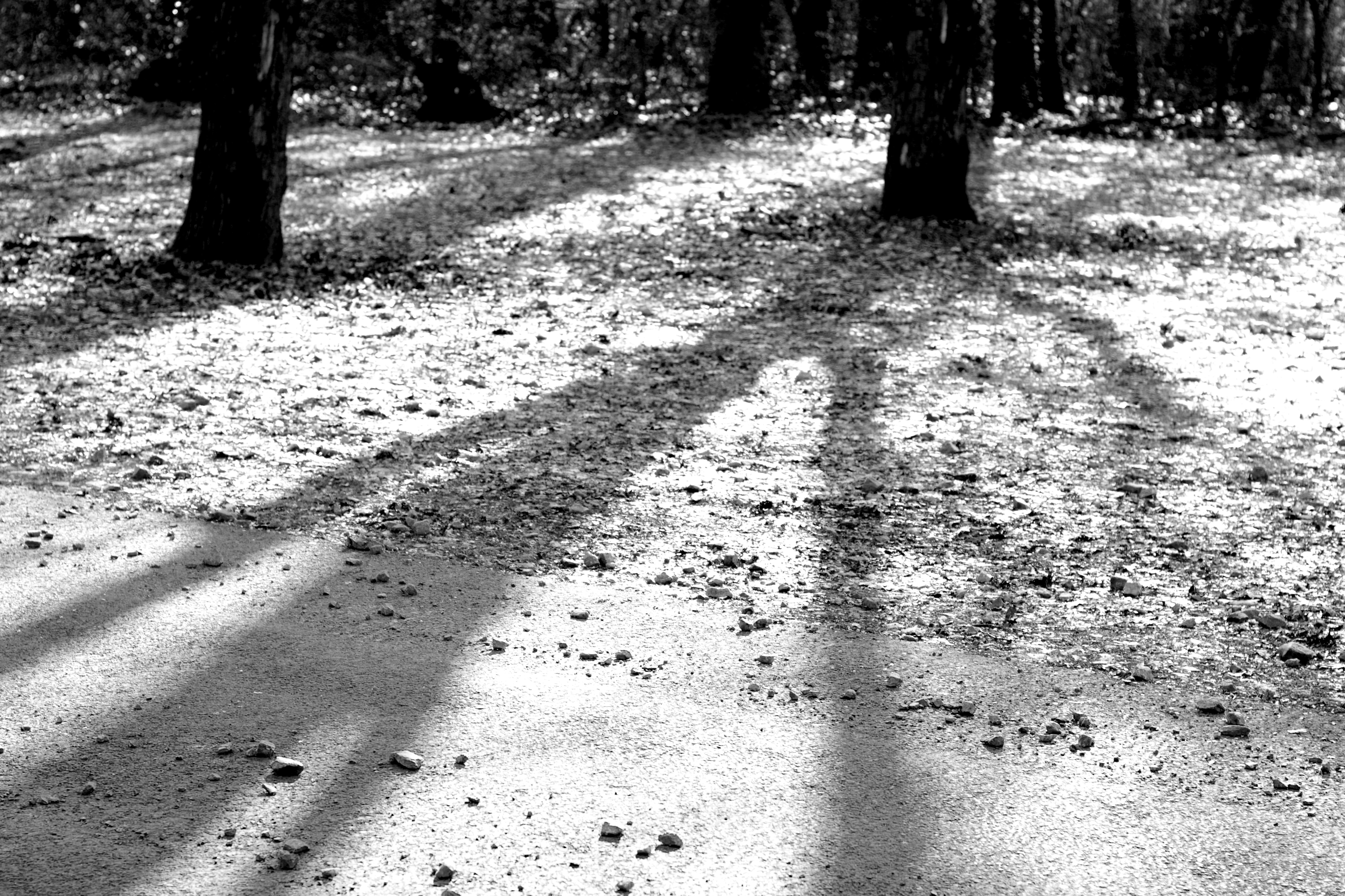 Photo by thorai9akira