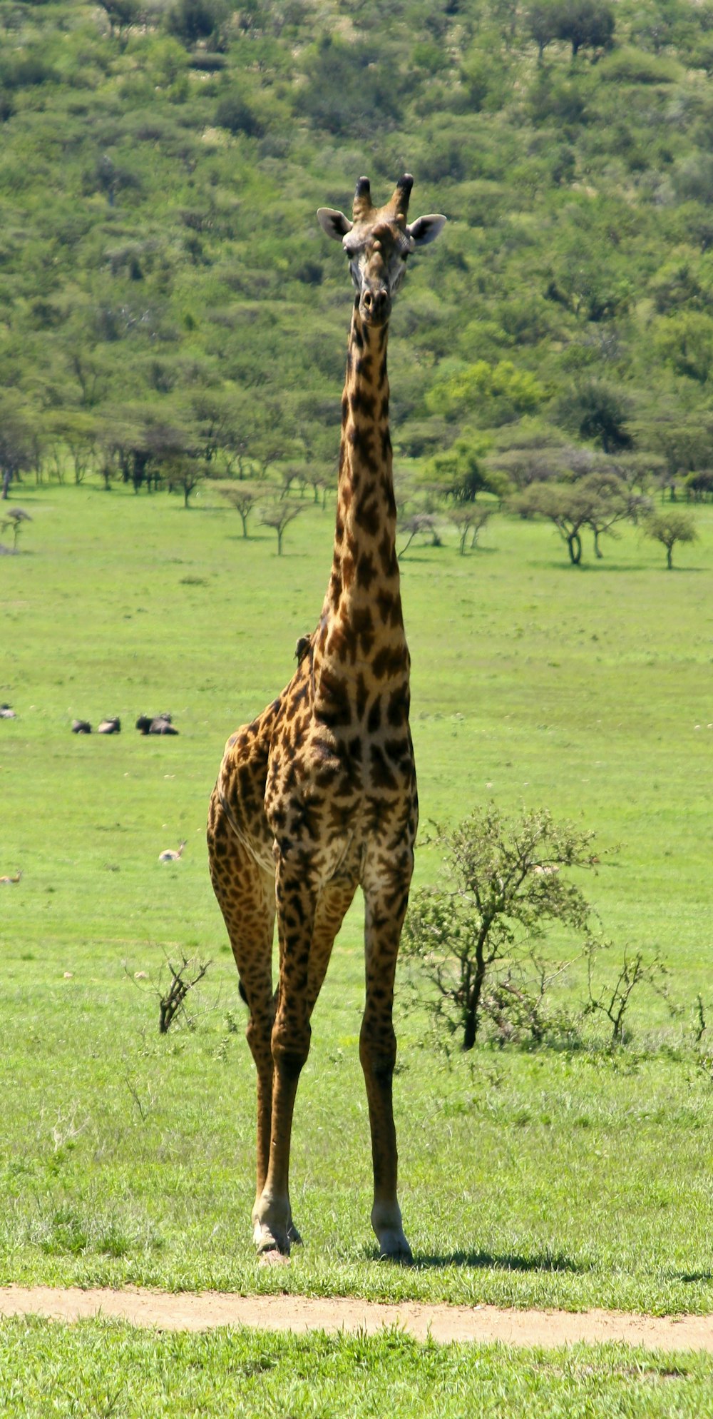 a giraffe standing on a lush green field