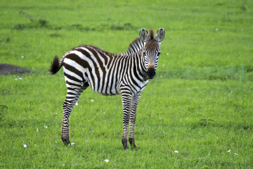 a zebra standing in a field of green grass