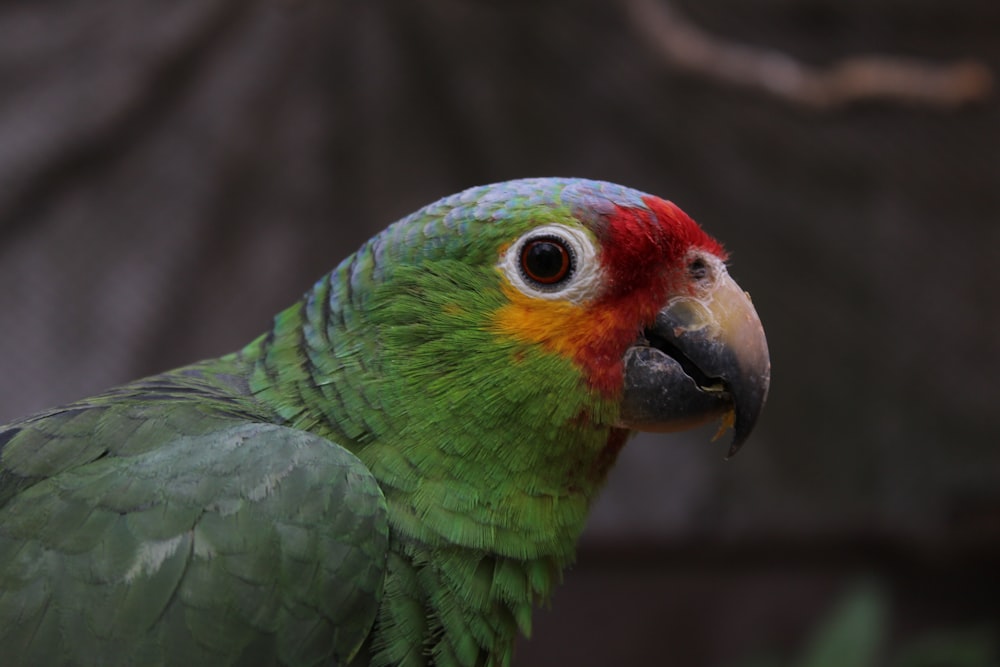 a close up of a green and red parrot