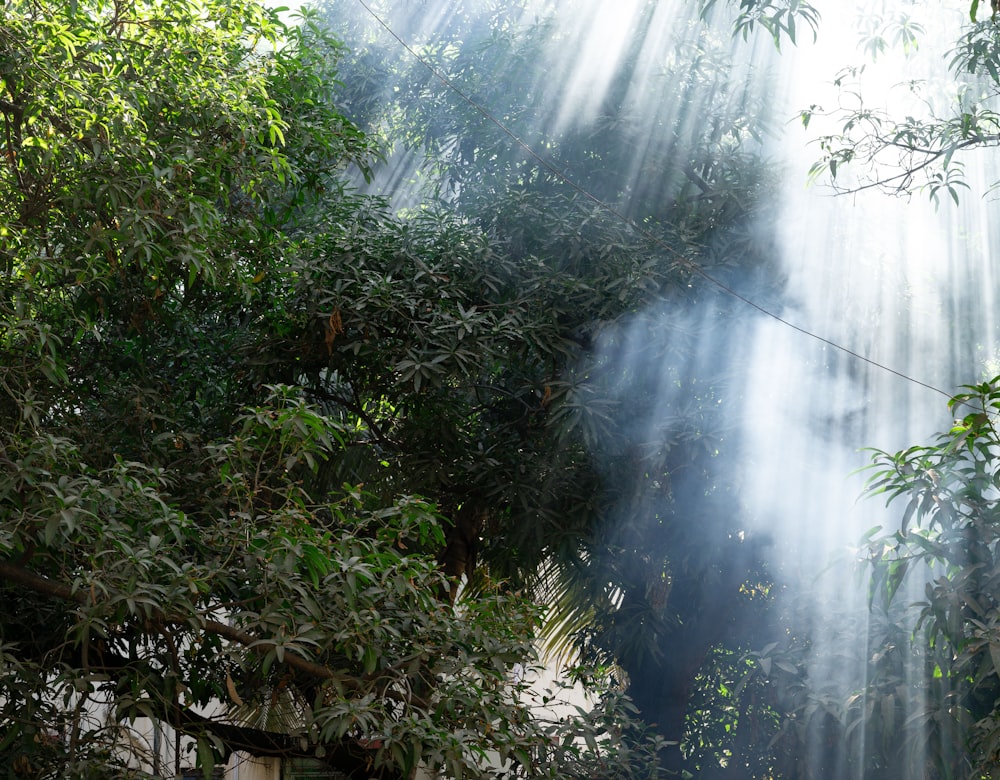 sunlight streaming through the leaves of a tree